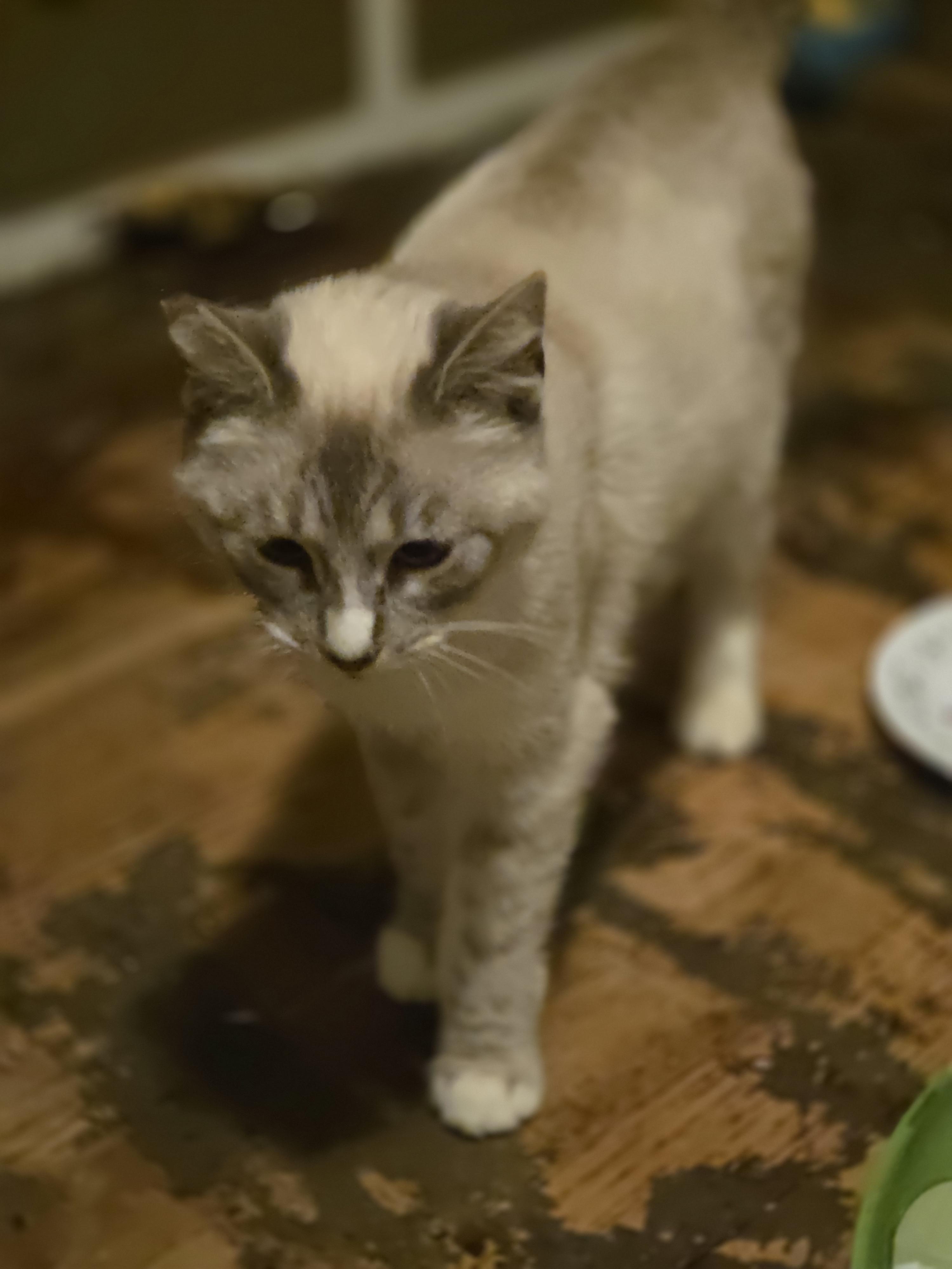 Enlarge Freya, a ADOPTABLE Siamese in Seattle, WA image 2/3