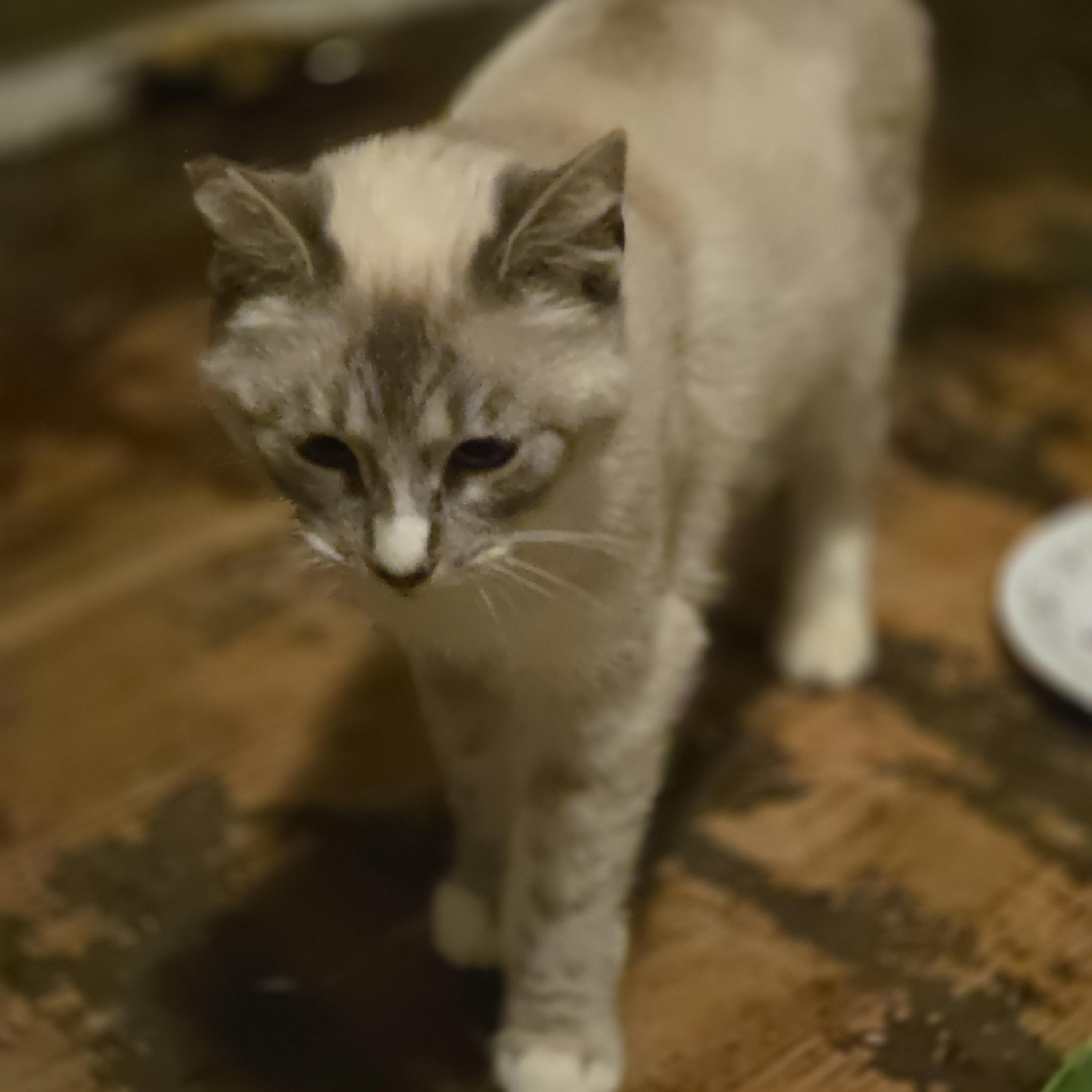 Enlarge Freya, an adopted Siamese in Des Moines , WA image 2/3