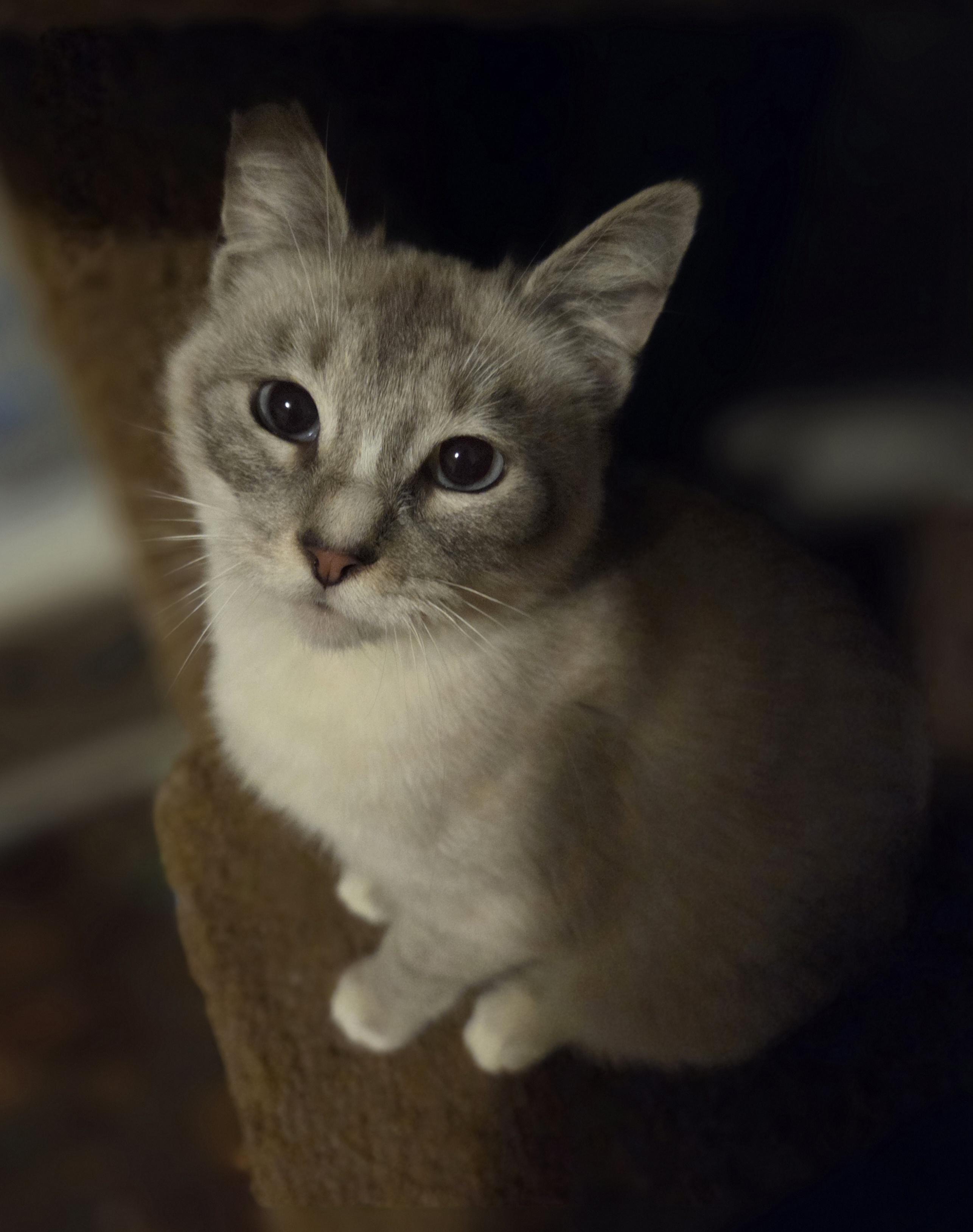 Freya, ADOPTABLE, Young Female Siamese.