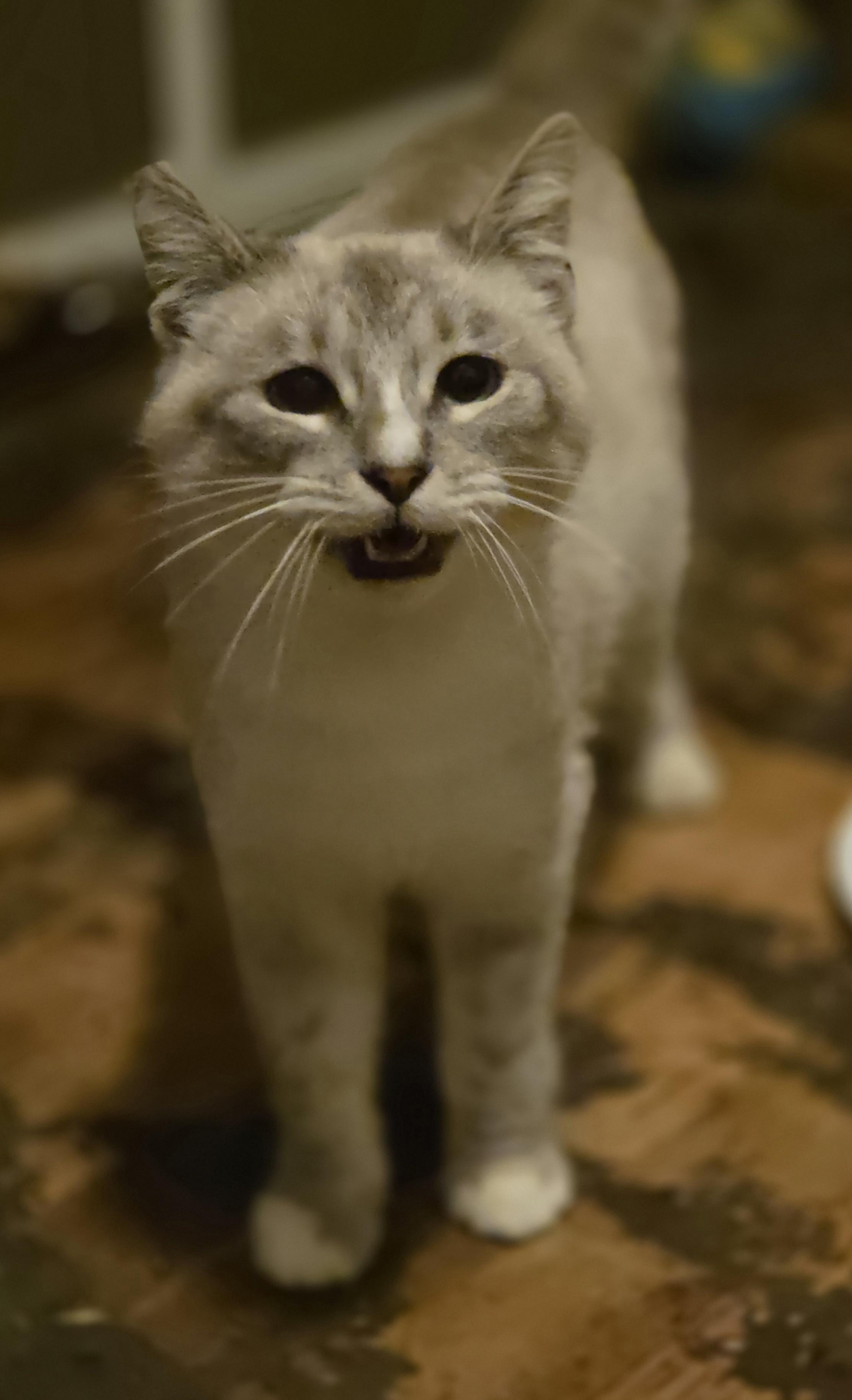 Enlarge Freya, a ADOPTABLE Siamese in Seattle, WA image 3/3