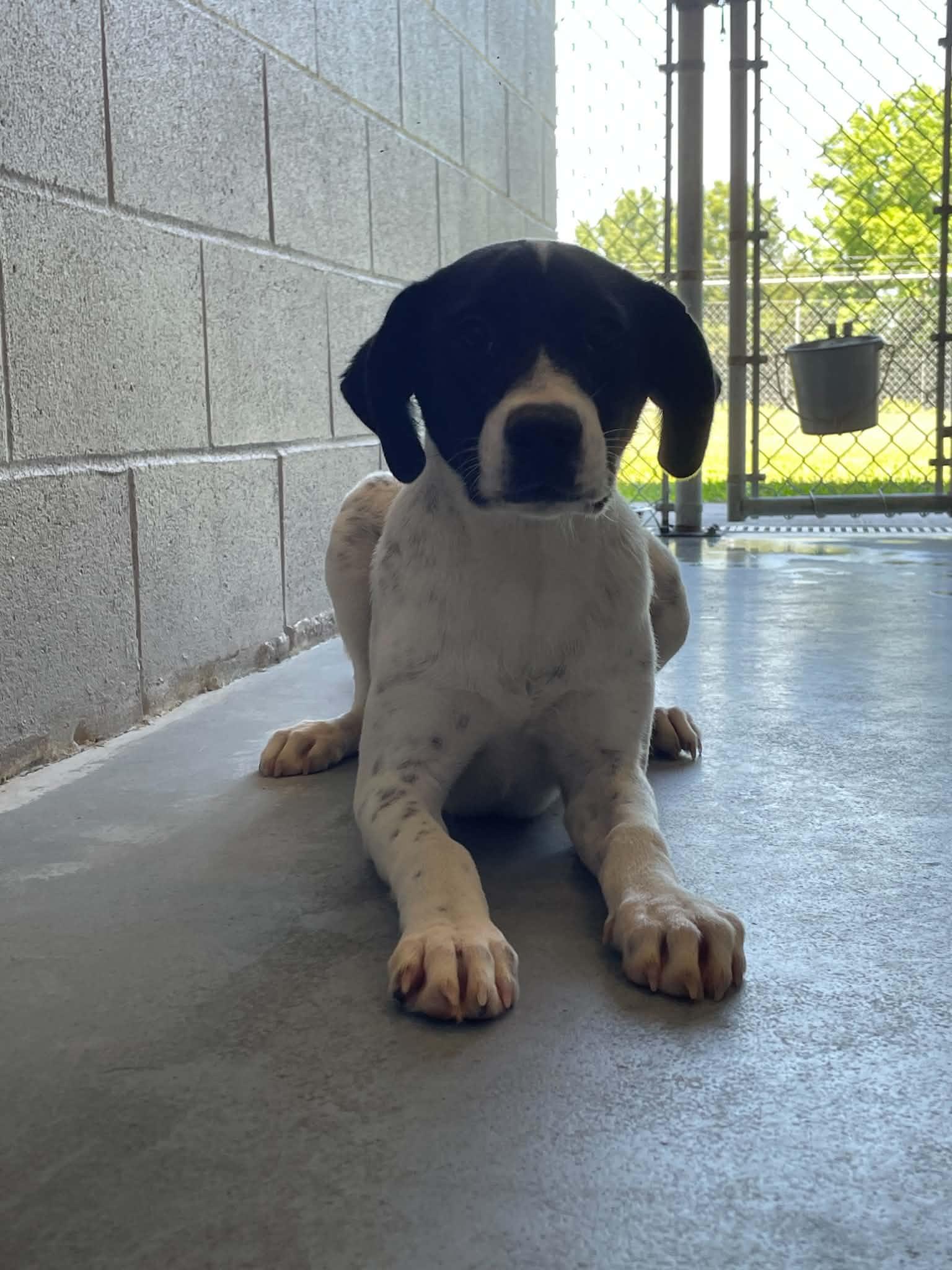 Kimi, adopted, Young Female Labrador Retriever.