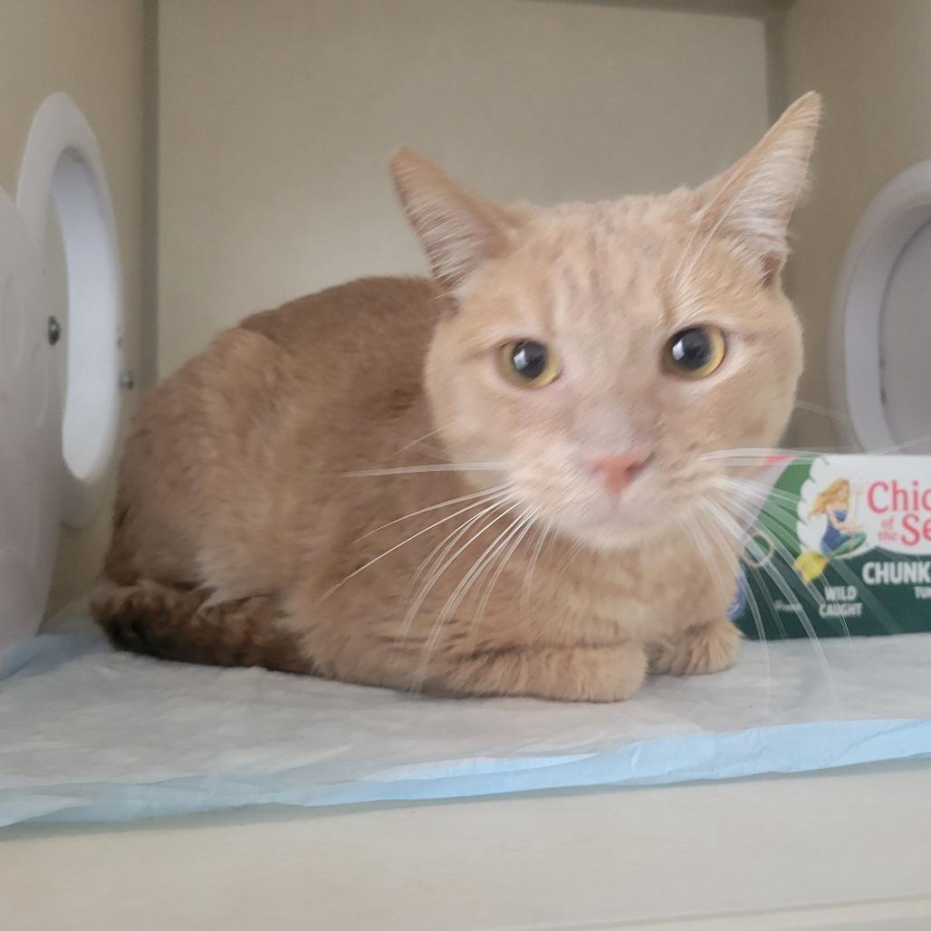Chip 2.0, Adoptable, Adult Male Domestic Short Hair.