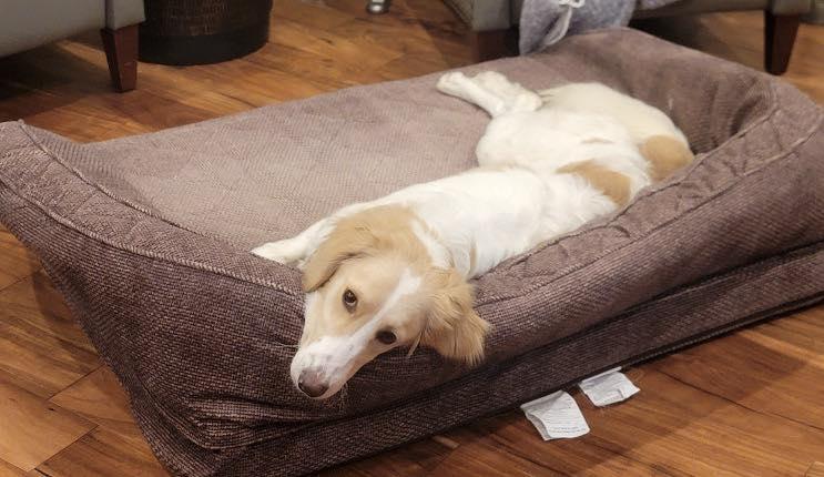 Enlarge Gus, an adopted mixed breed in Mason City, IL image 5/6