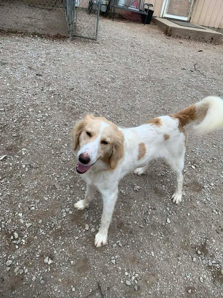 Enlarge Gus, an adopted mixed breed in Mason City, IL image 3/6