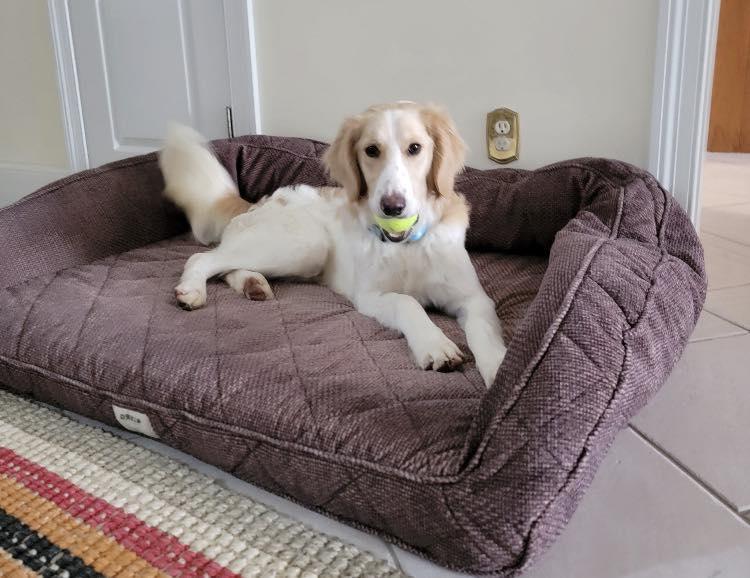 Enlarge Gus, an adopted mixed breed in Mason City, IL image 6/6