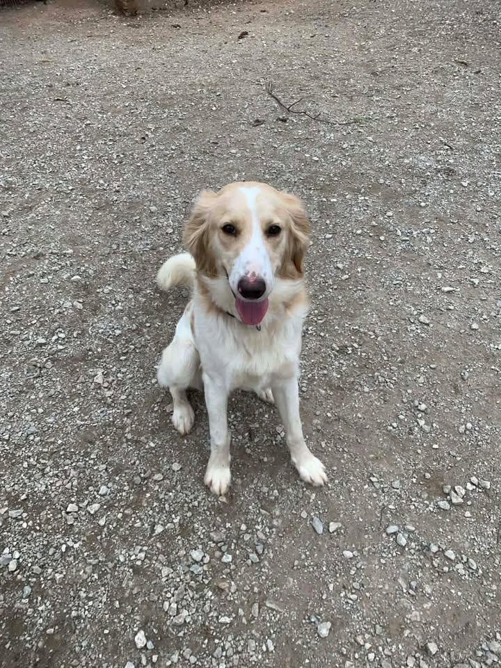 Enlarge Gus, an adopted mixed breed in Mason City, IL image 1/6