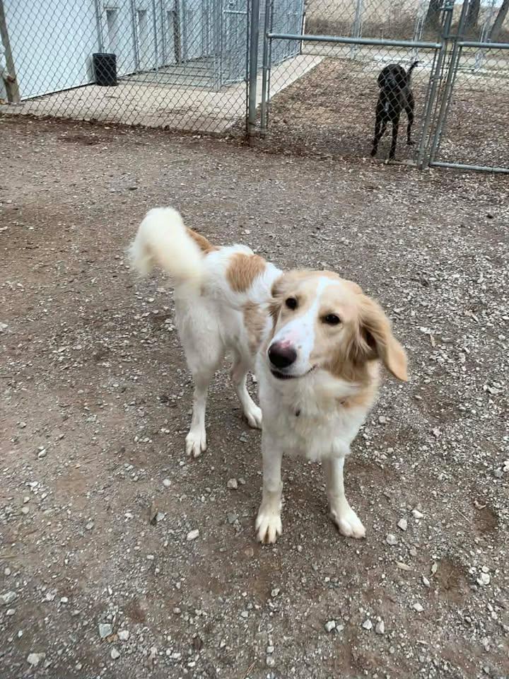 Enlarge Gus, an adopted mixed breed in Mason City, IL image 4/6