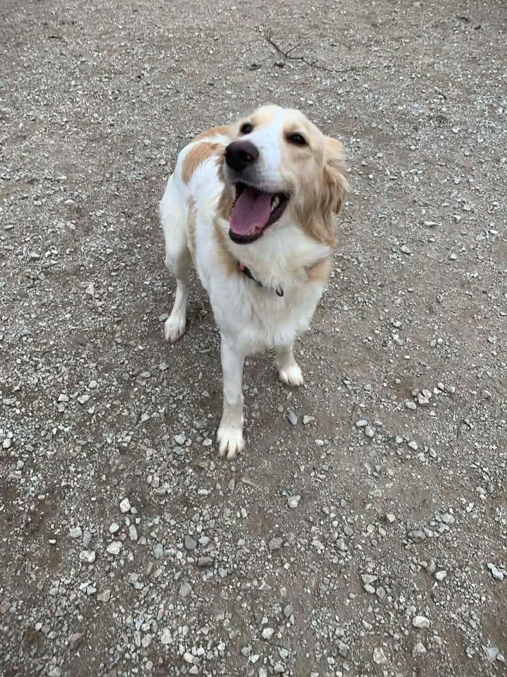 Enlarge Gus, an adopted mixed breed in Mason City, IL image 2/6