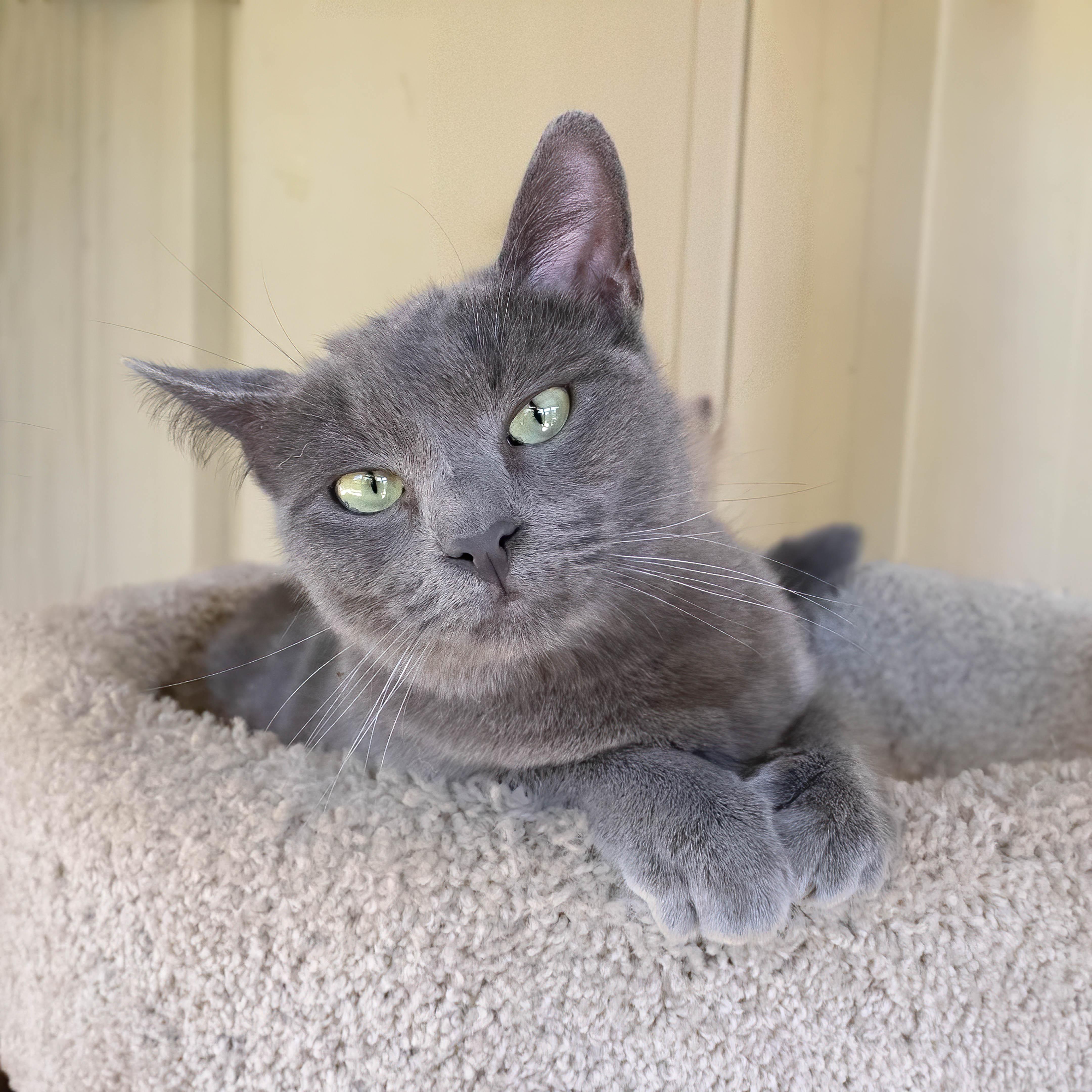 Sapphire, Young Female Domestic Short Hair