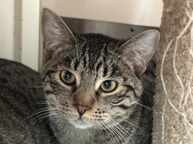 GUS, Adoptable, Young Male Domestic Short Hair.