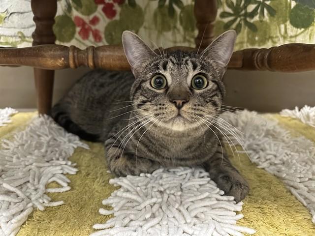 Enlarge GUS, a Adoptable Domestic Short Hair in McKinleyville, CA image 1/1