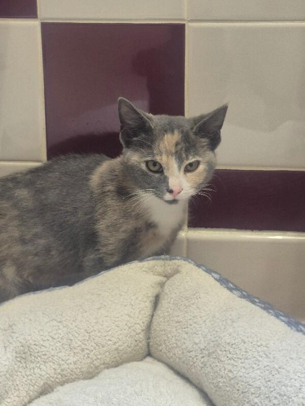 Tilly, Adoptable, Young Female Dilute Calico.