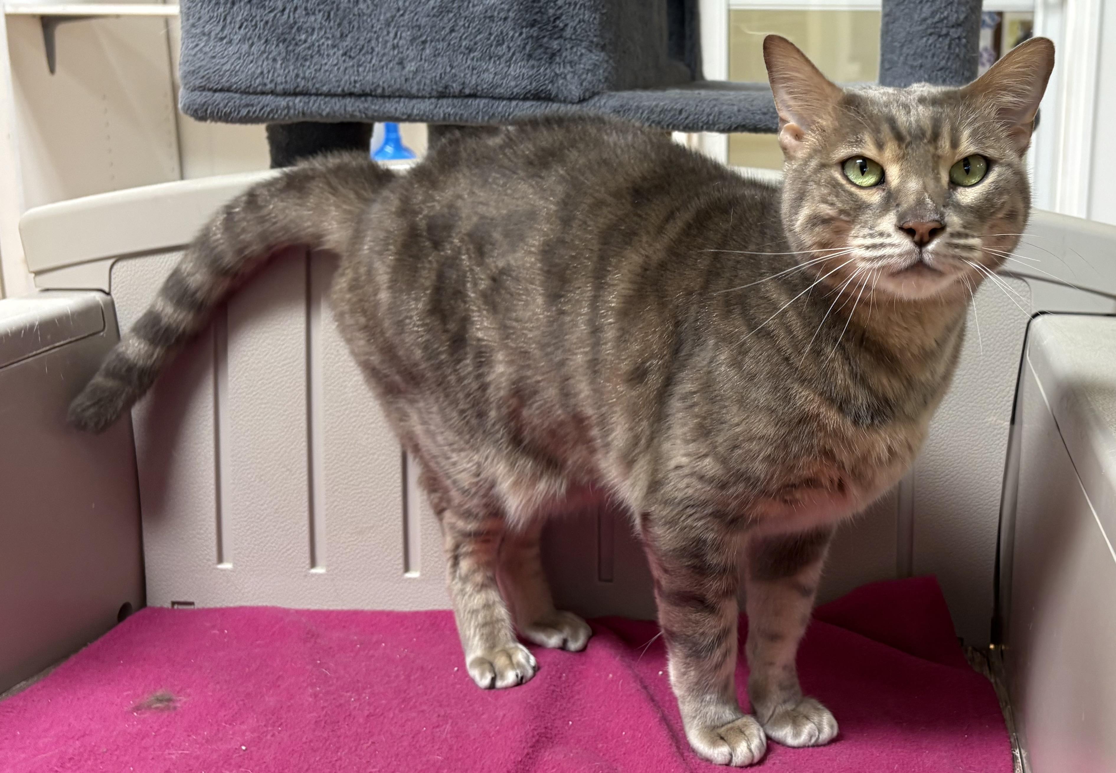 Smokey, Adoptable, Adult Male Domestic Short Hair.