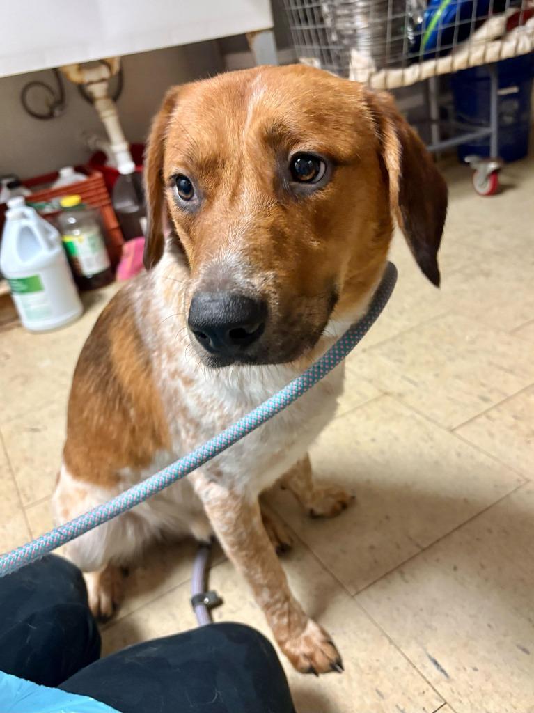 Postal Worker, Adopted, Puppy Male Beagle & Mixed Breed.