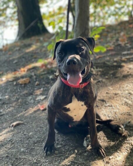 Manny, Adoptable, Adult Male American Staffordshire Terrier.