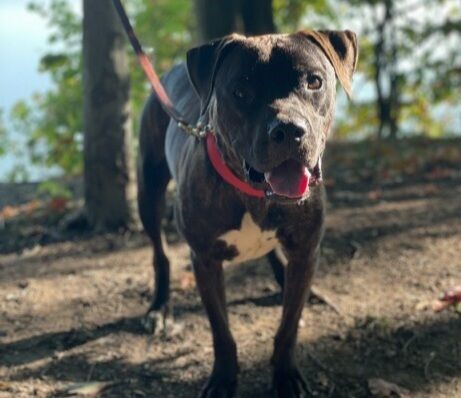 Enlarge Manny, a Adoptable mixed breed in Fairview Park, OH image 2/4
