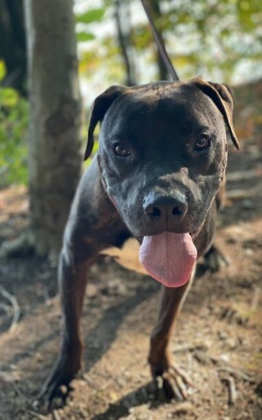 Enlarge Manny, a Adoptable mixed breed in Fairview Park, OH image 4/4