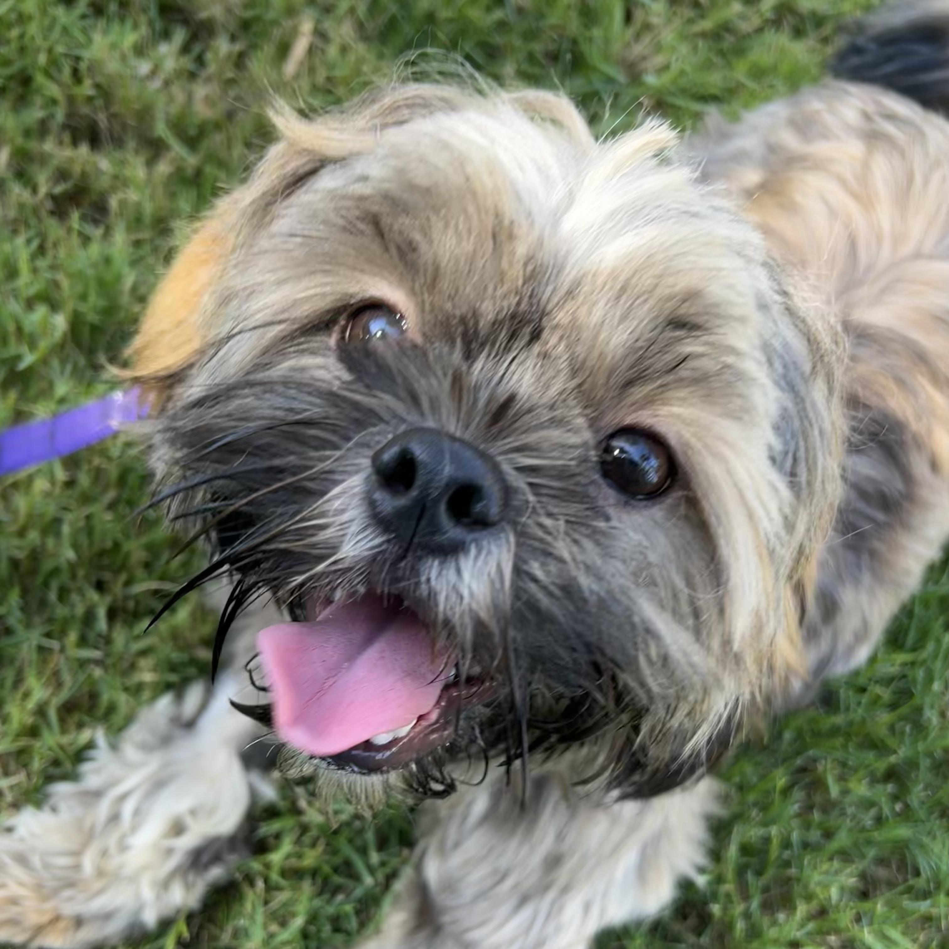 Terry #568, Adoptable, Young Male Shih Tzu.
