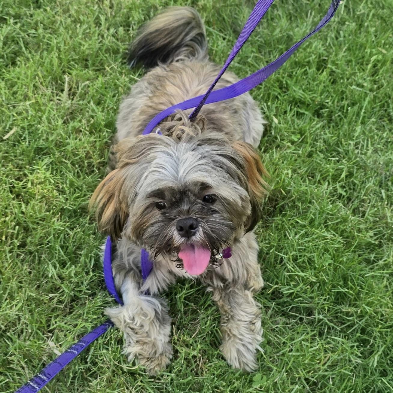 Enlarge Terry #568, a Adoptable Shih Tzu in Placentia, CA image 2/4