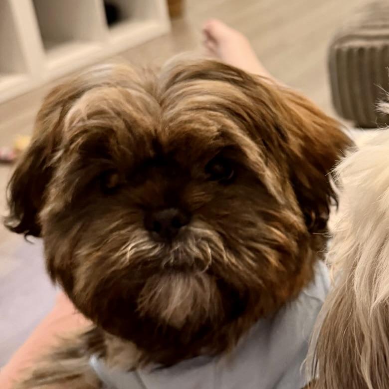 Enlarge Terry #568, a Adoptable Shih Tzu in Placentia, CA image 3/4