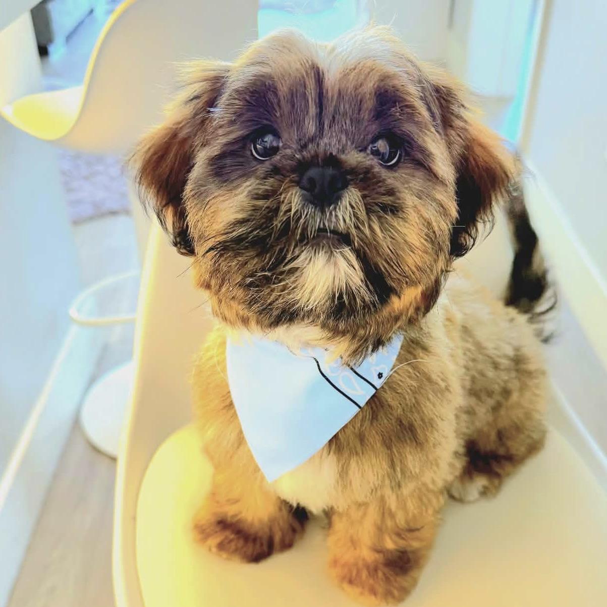 Enlarge Terry #568, a Adoptable Shih Tzu in Placentia, CA image 4/4