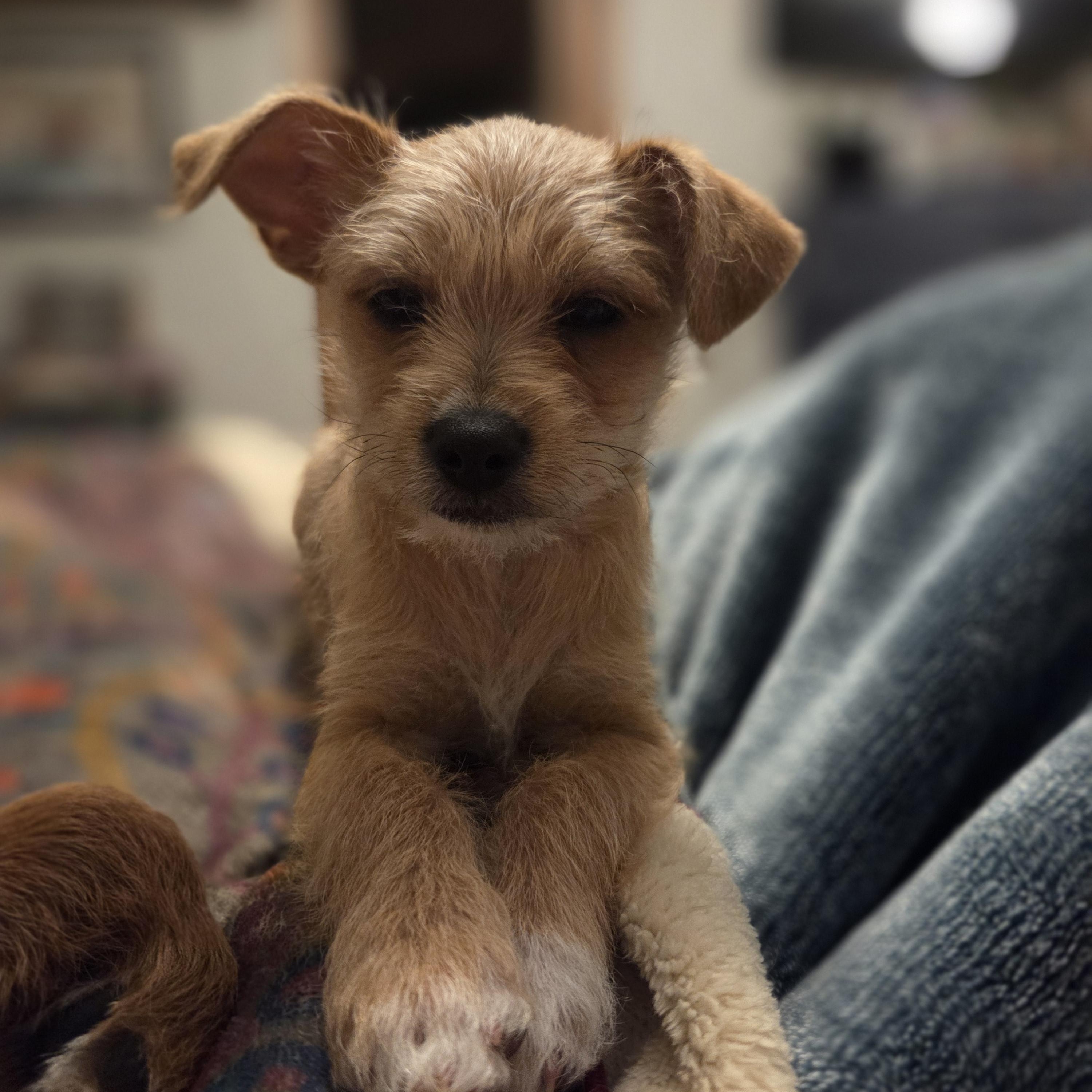 Enlarge Della -adoption pending, a ADOPTABLE mixed breed in Carr, CO image 2/5