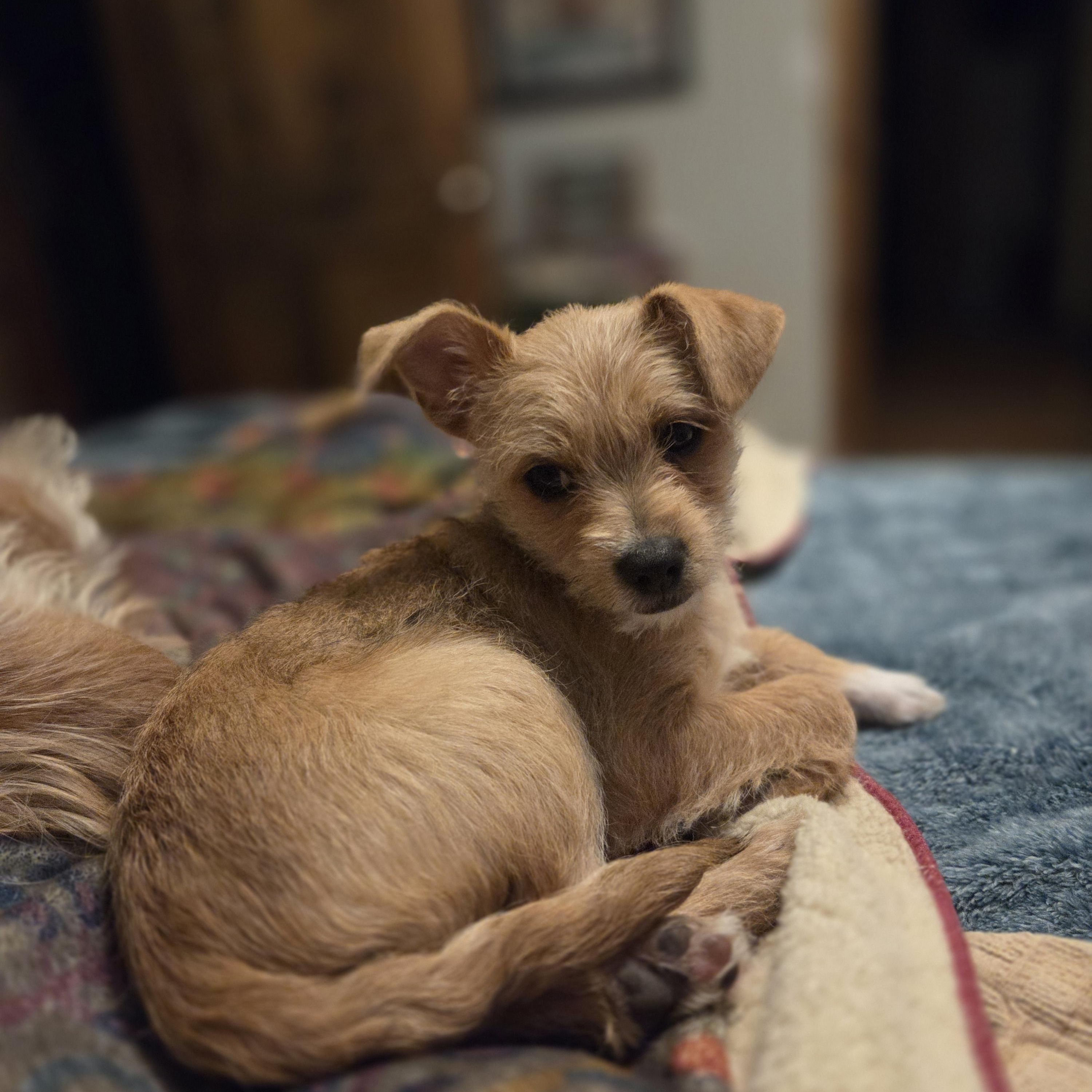 Enlarge Della -adoption pending, a ADOPTABLE mixed breed in Carr, CO image 1/5