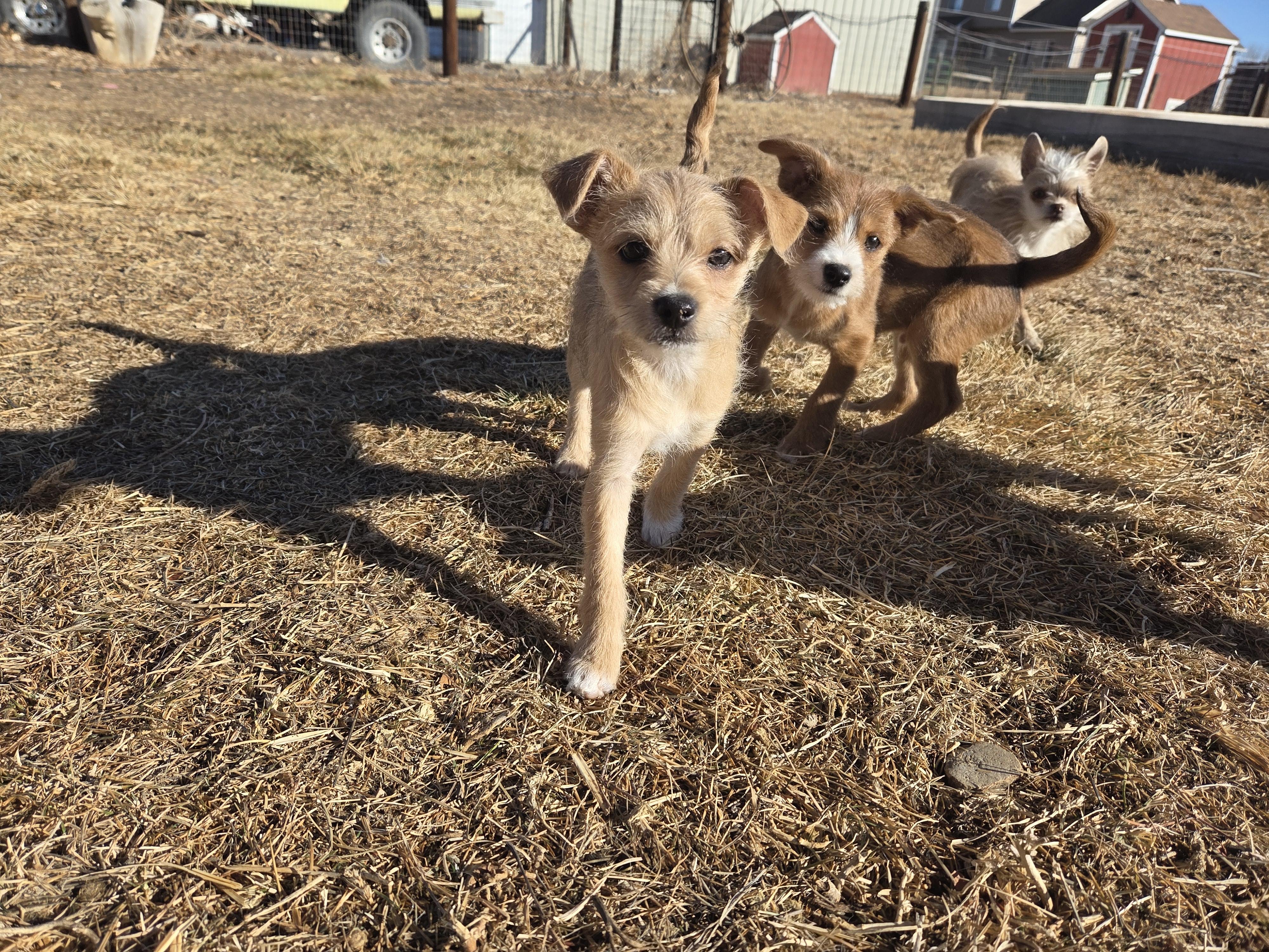 Enlarge Della -adoption pending, a ADOPTABLE mixed breed in Carr, CO image 4/5