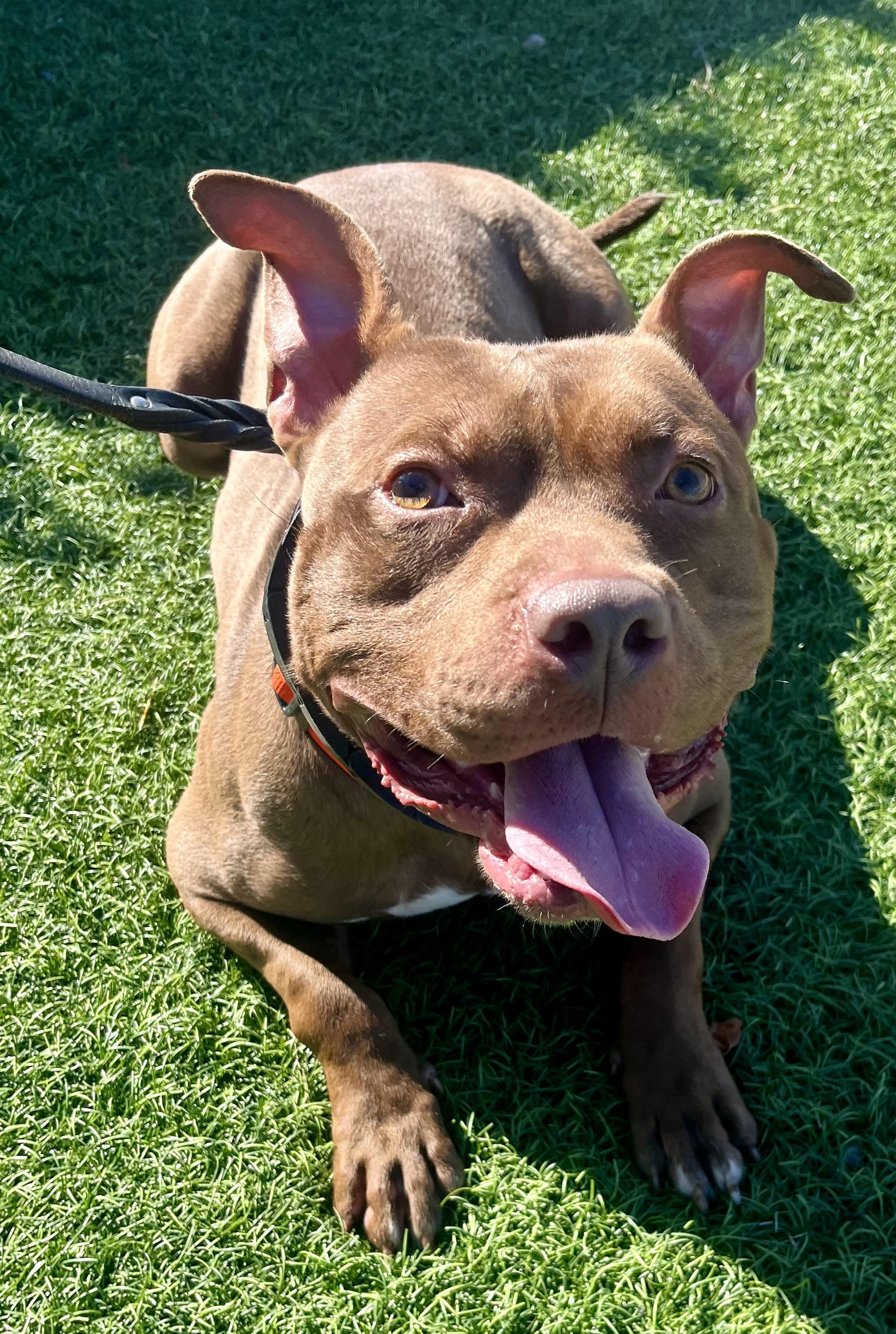 Prince, Adoptable, Young Male Pit Bull Terrier.