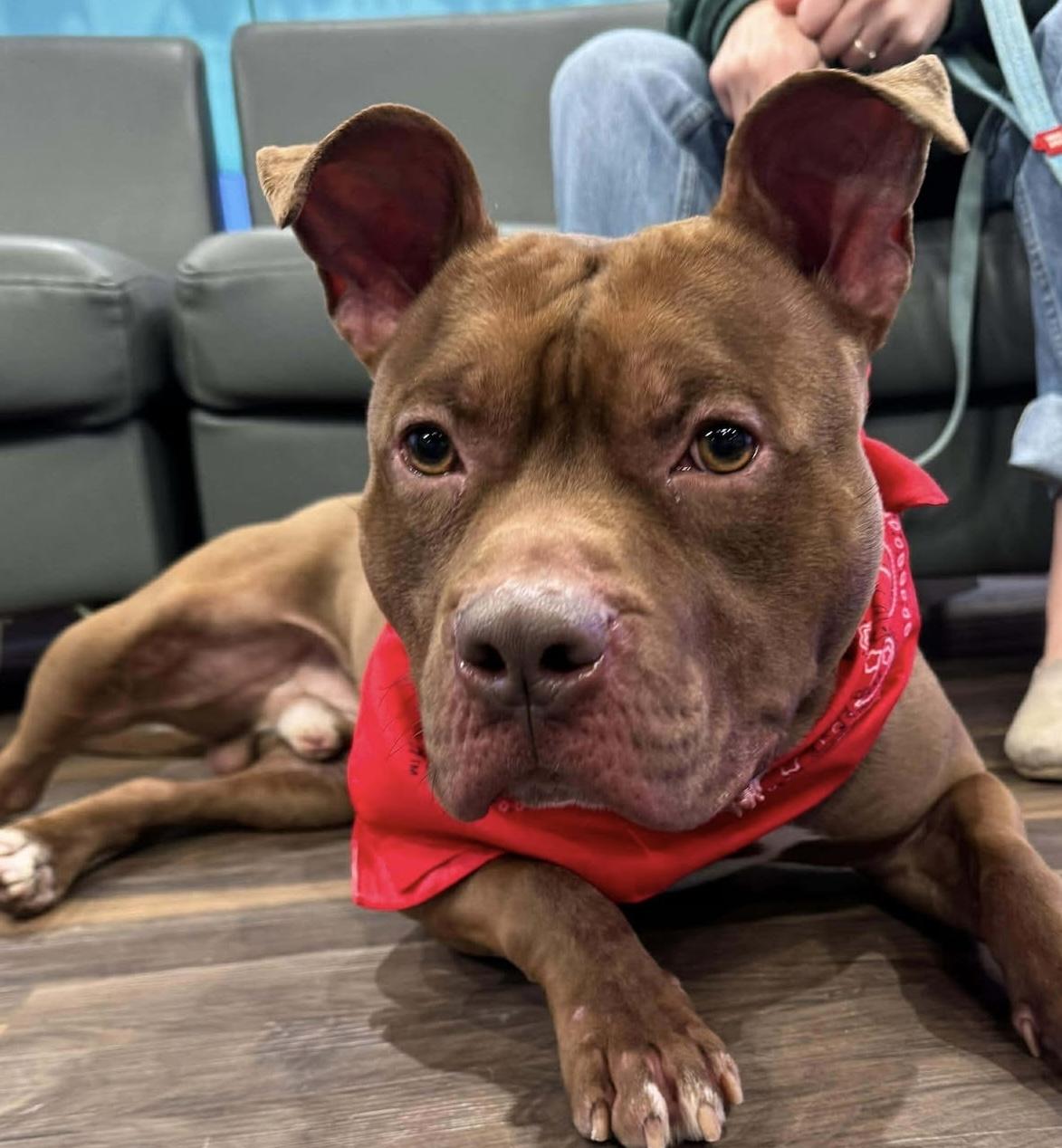 Prince, Adoptable, Young Male Pit Bull Terrier.