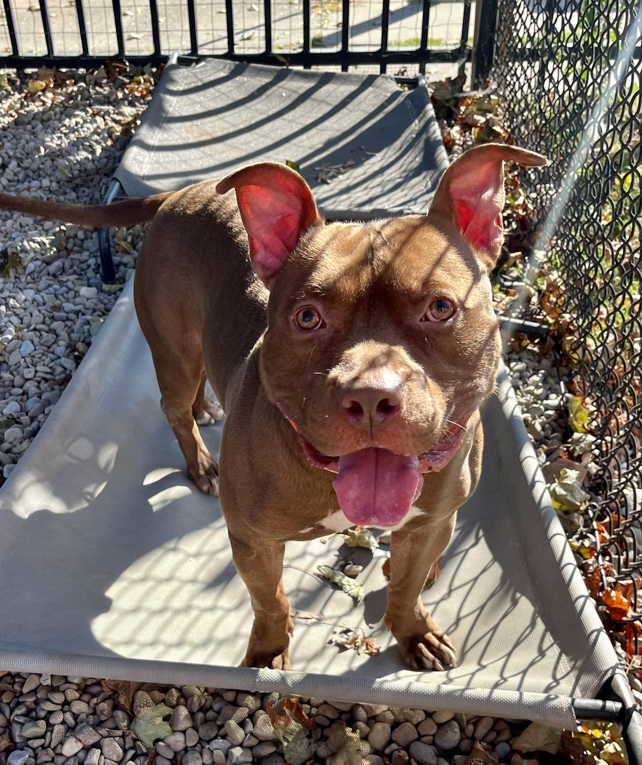 Prince, a Adoptable mixed breed in Buffalo, NY image 5/6