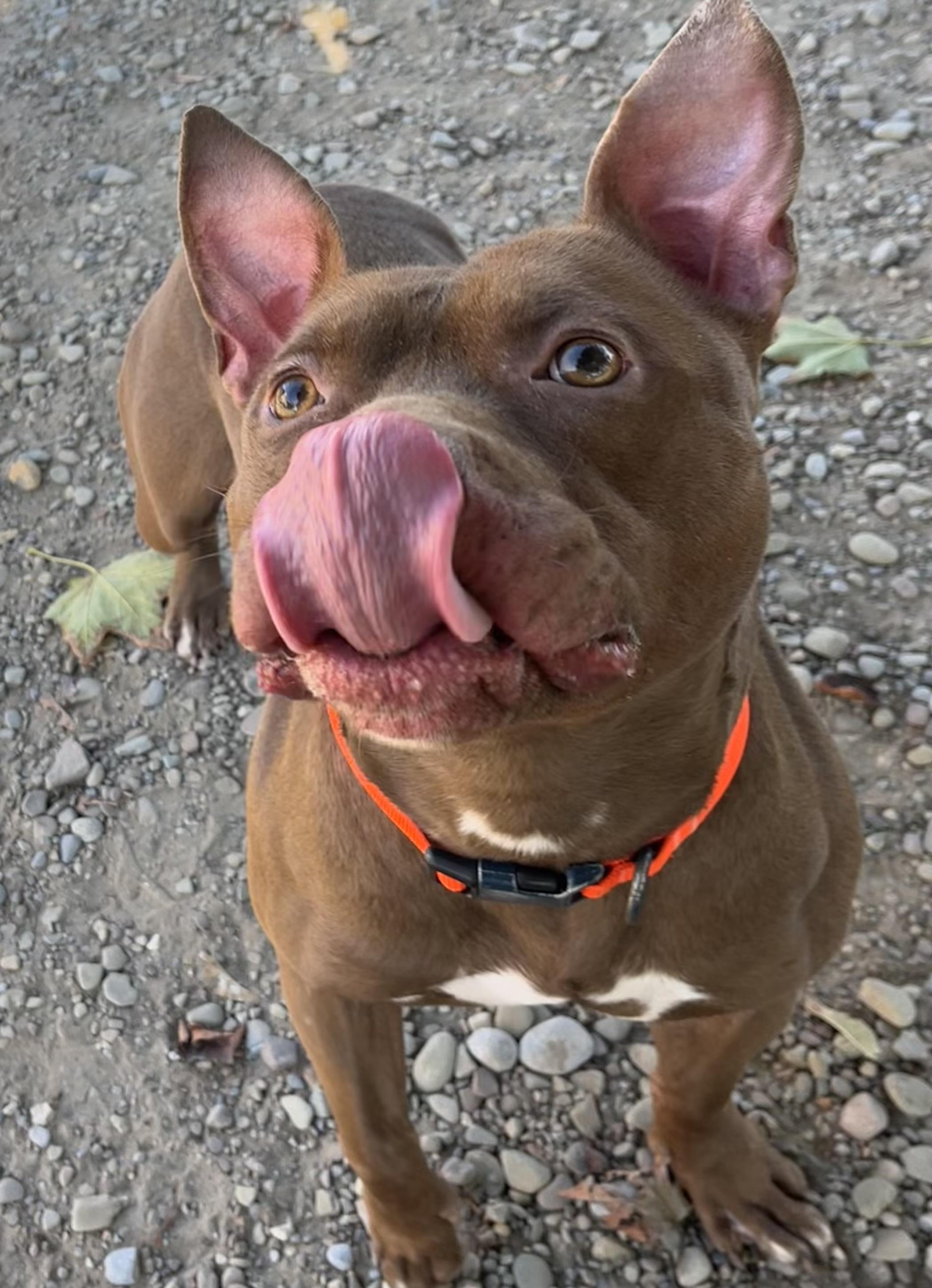 Prince, a Adoptable mixed breed in Buffalo, NY image 6/6