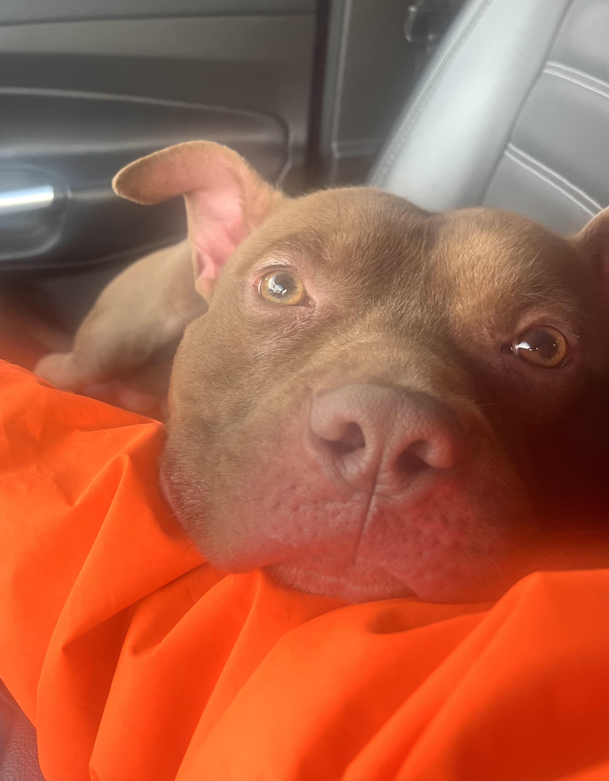 Prince, a Adoptable mixed breed in Buffalo, NY image 3/6