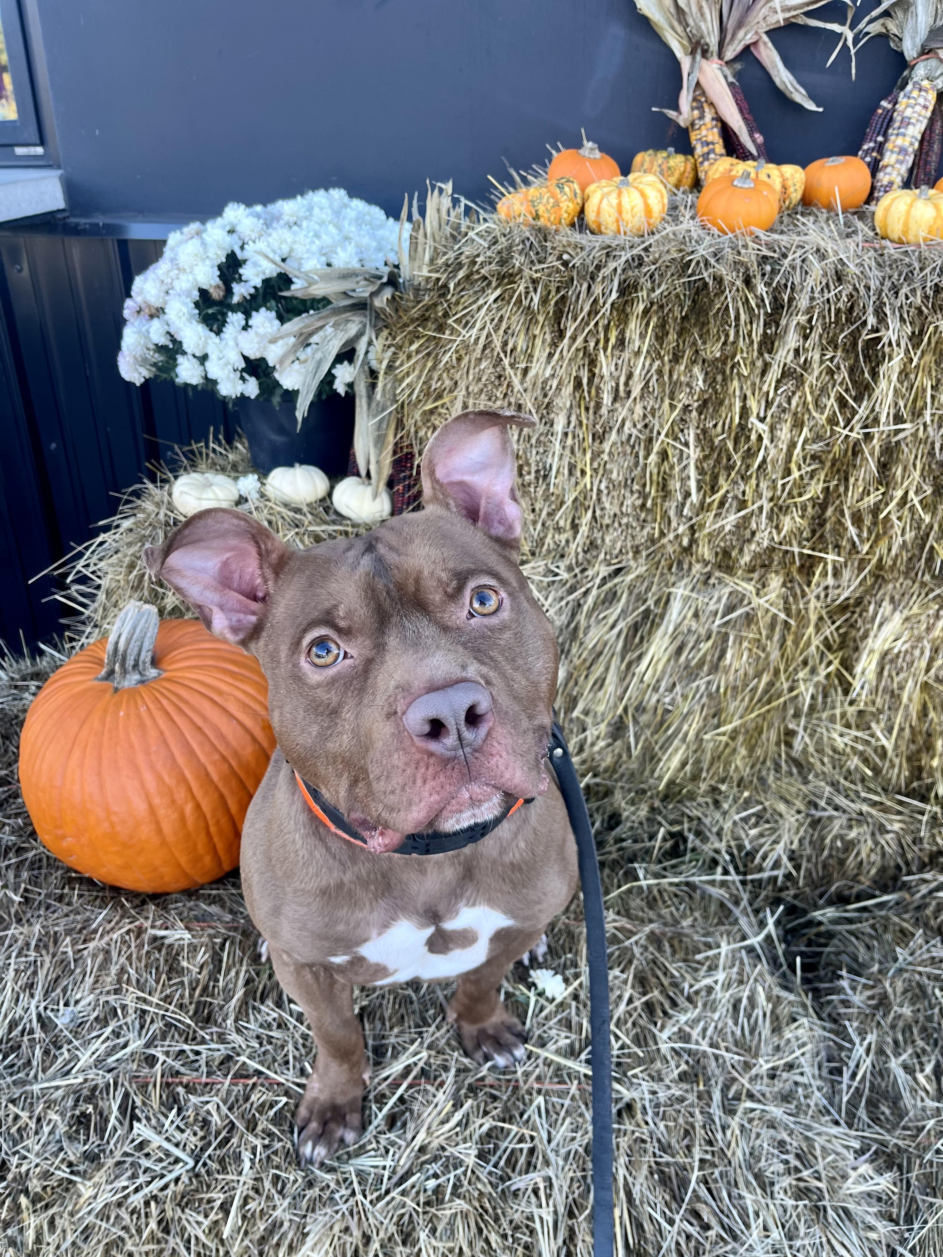 Prince, a Adoptable mixed breed in Buffalo, NY image 4/6