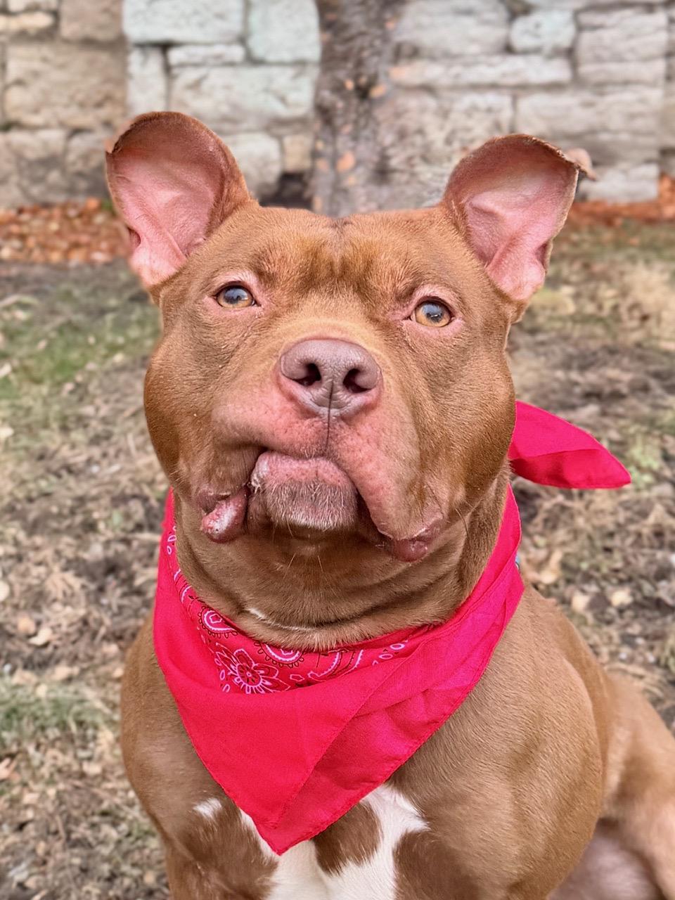 Enlarge Prince, a Adoptable mixed breed in Buffalo, NY image 2/6