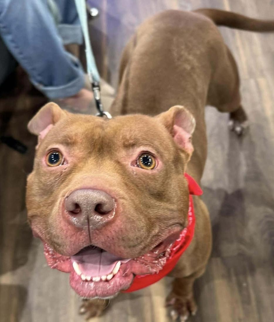 Enlarge Prince, a Adoptable mixed breed in Buffalo, NY image 6/6