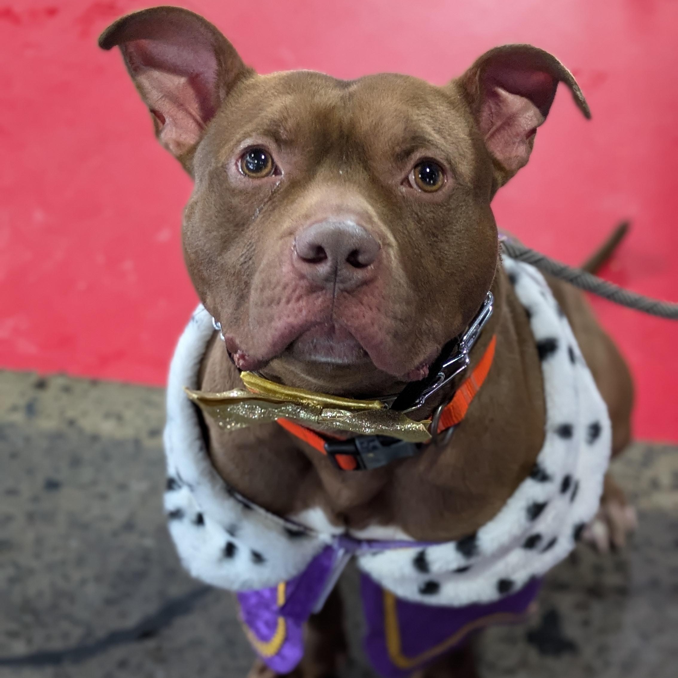 Prince, Adoptable, Young Male Pit Bull Terrier.