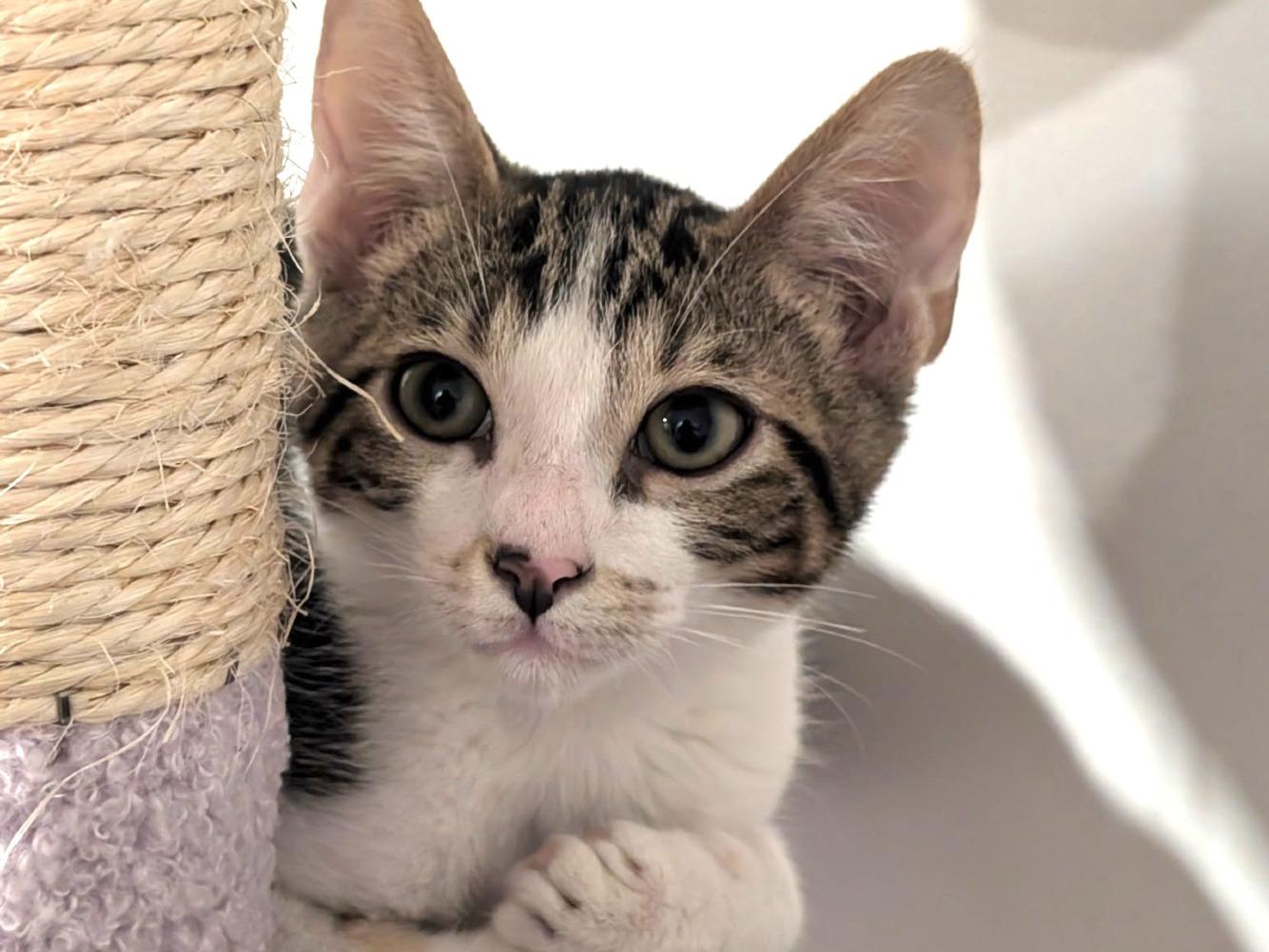 Enlarge Fig, a Adoptable Domestic Short Hair in Moncks Corner, SC image 5/5