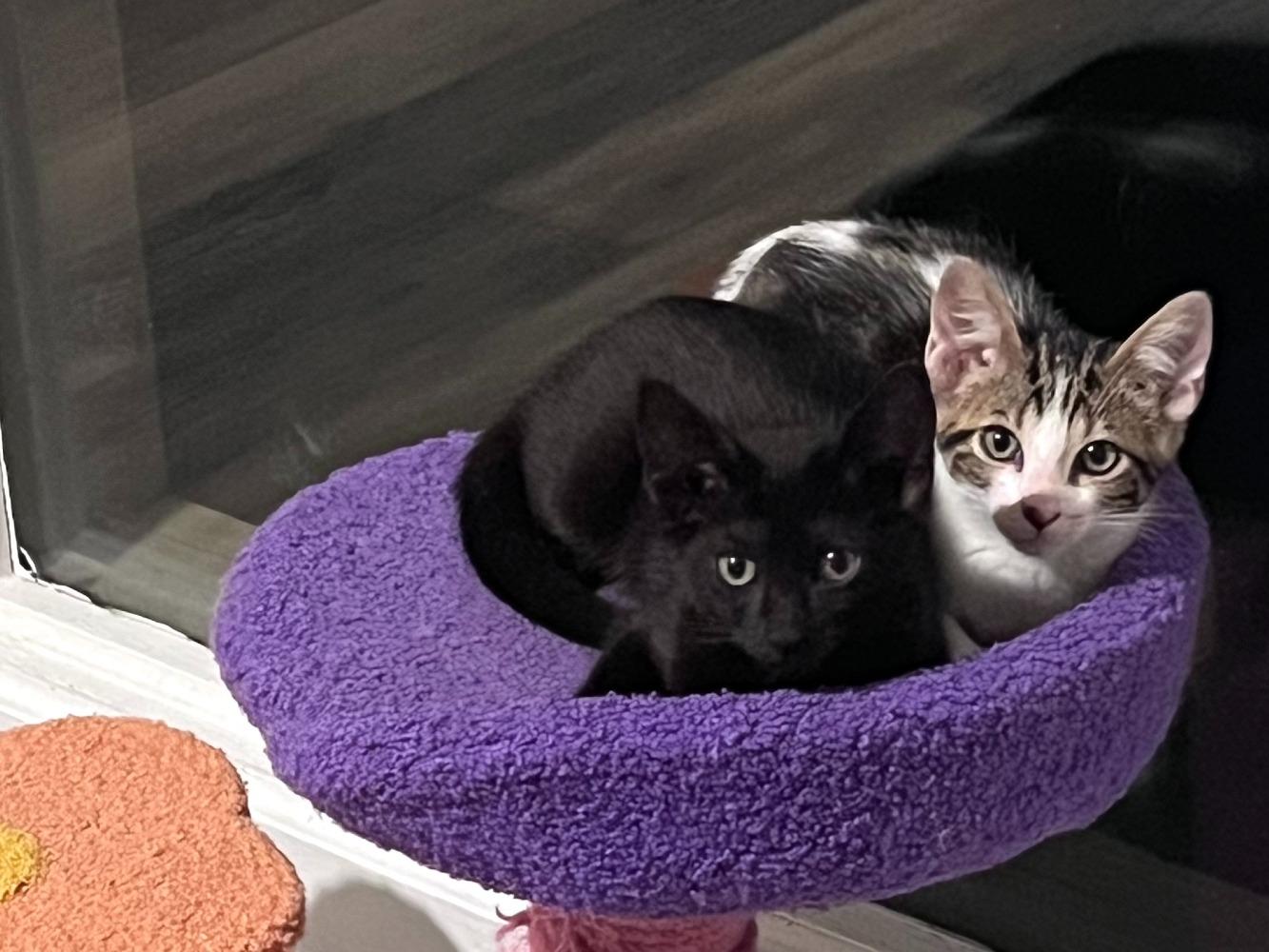 Enlarge Fig, a Adoptable Domestic Short Hair in Moncks Corner, SC image 3/5