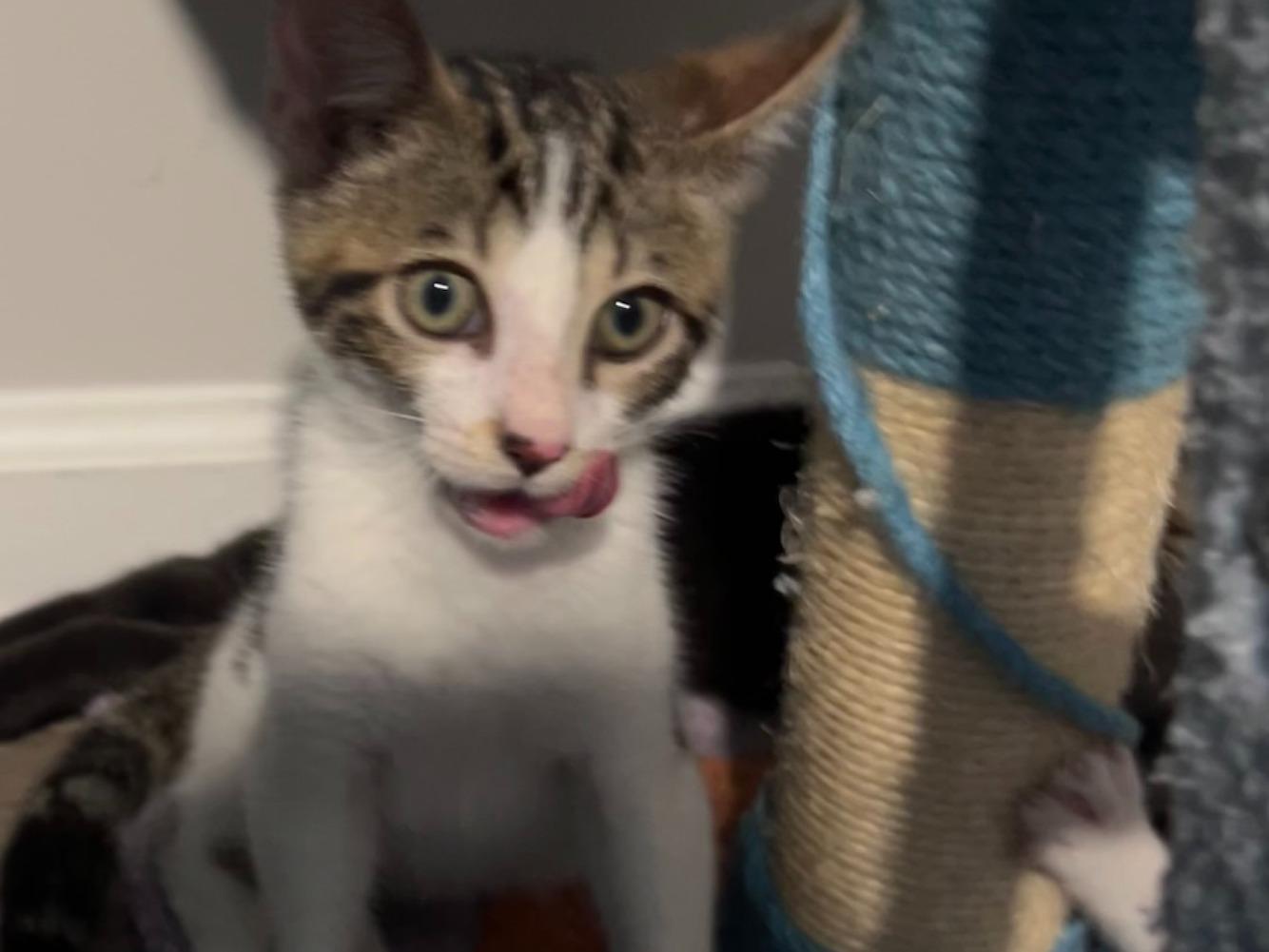 Enlarge Fig, a Adoptable Domestic Short Hair in Moncks Corner, SC image 4/5