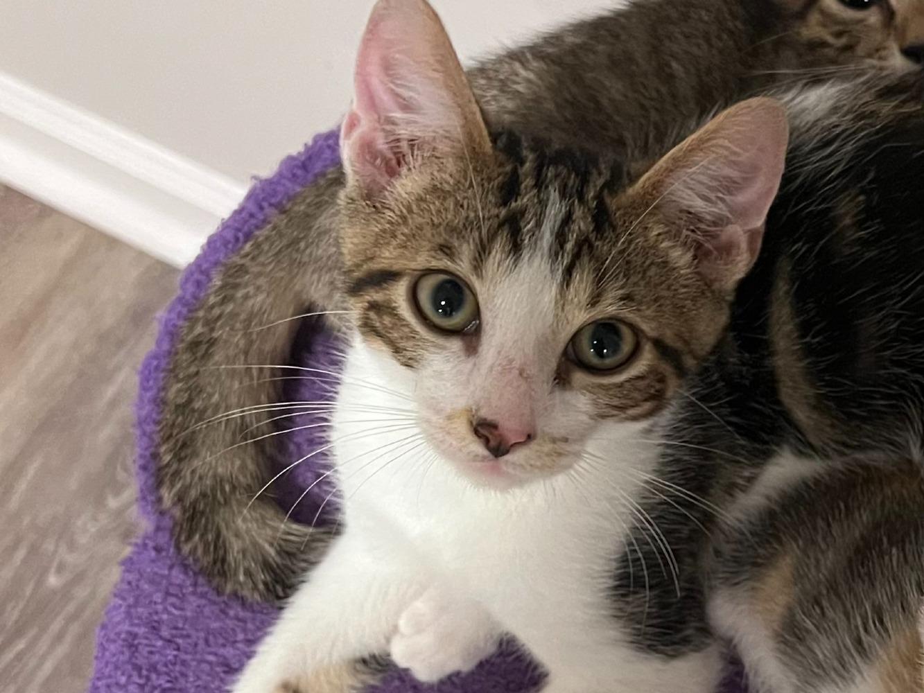 Fig, Adoptable, Young Male Domestic Short Hair.