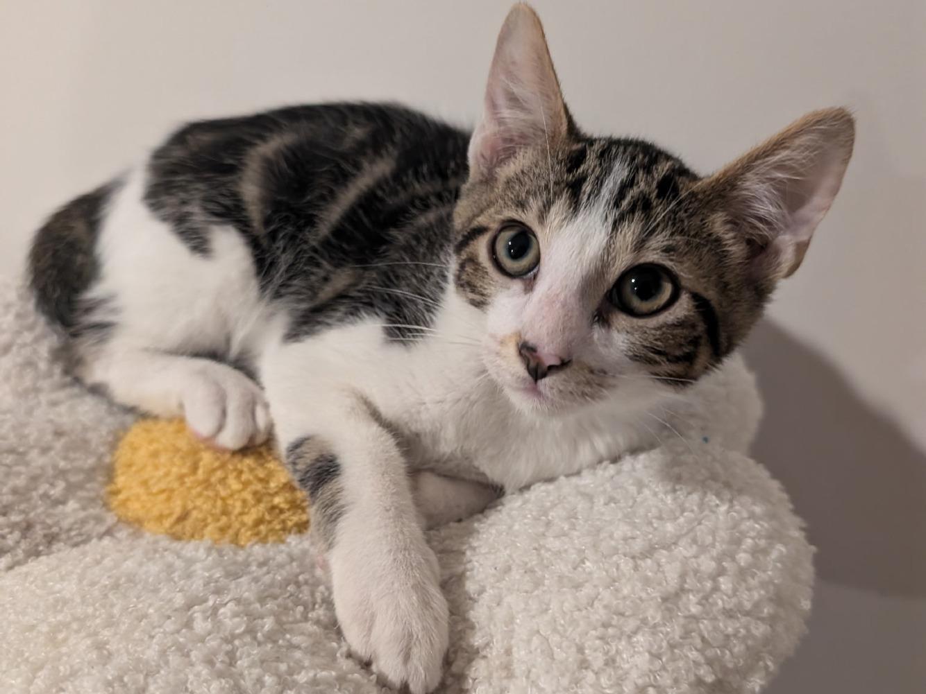 Enlarge Fig, a Adoptable Domestic Short Hair in Moncks Corner, SC image 2/5