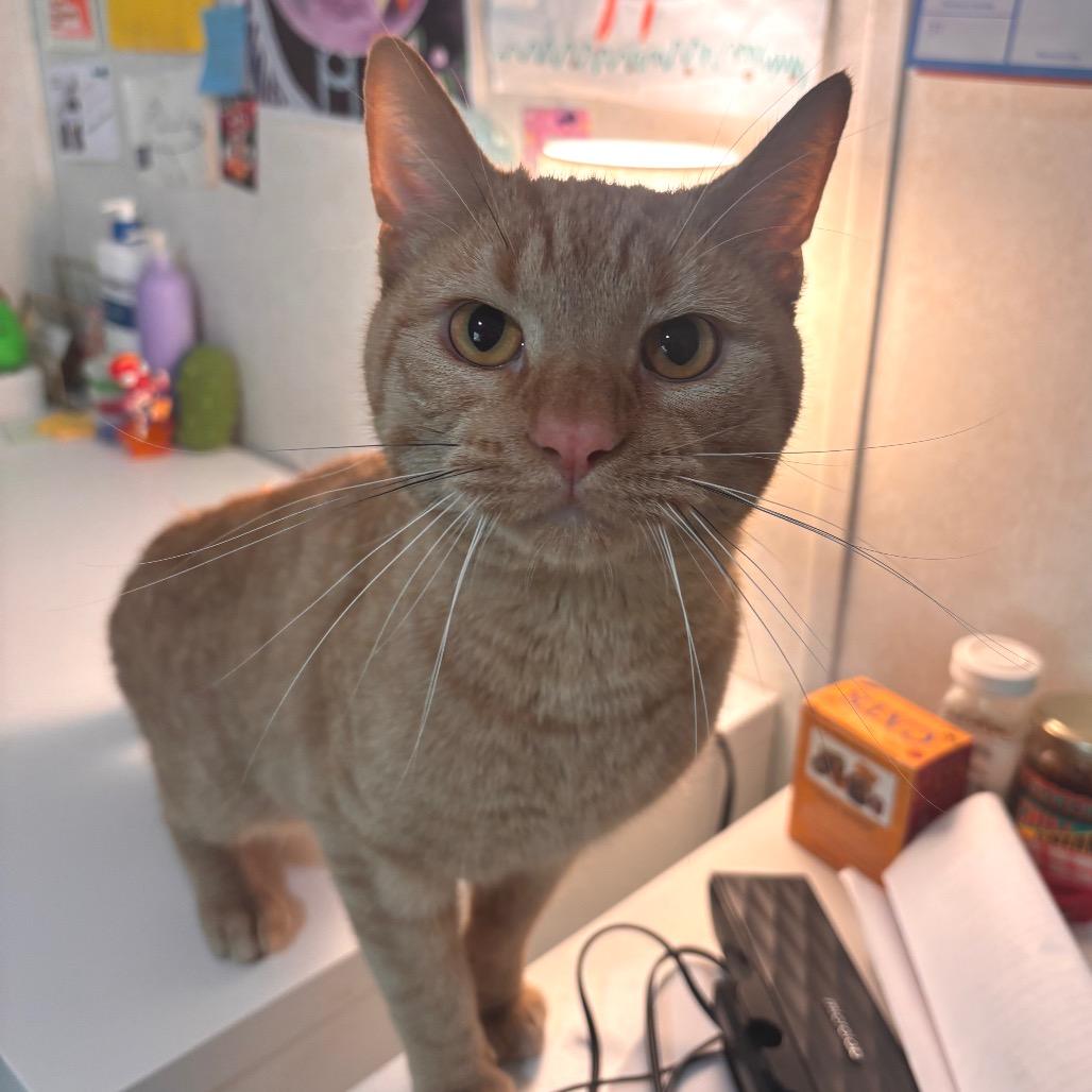 Enlarge Simon, a Adoptable Domestic Short Hair in Belleville, IL image 1/2