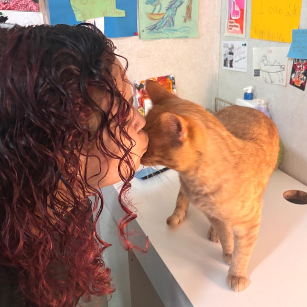 Enlarge Simon, a Adoptable Domestic Short Hair in Belleville, IL image 2/2
