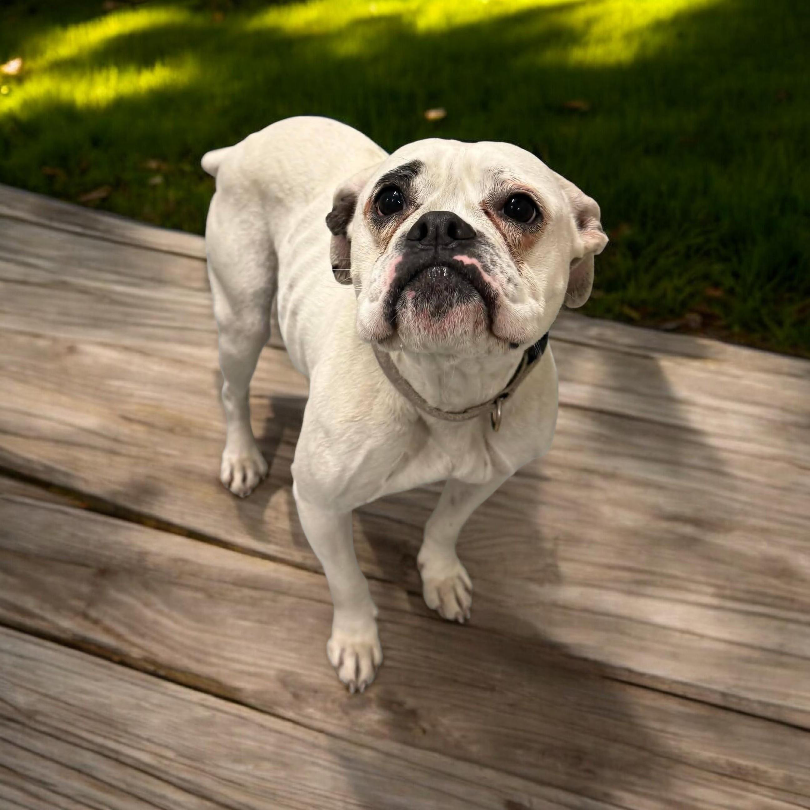 Enlarge Livvy, an adoptable Boxer in Elwood, NJ image 4/5