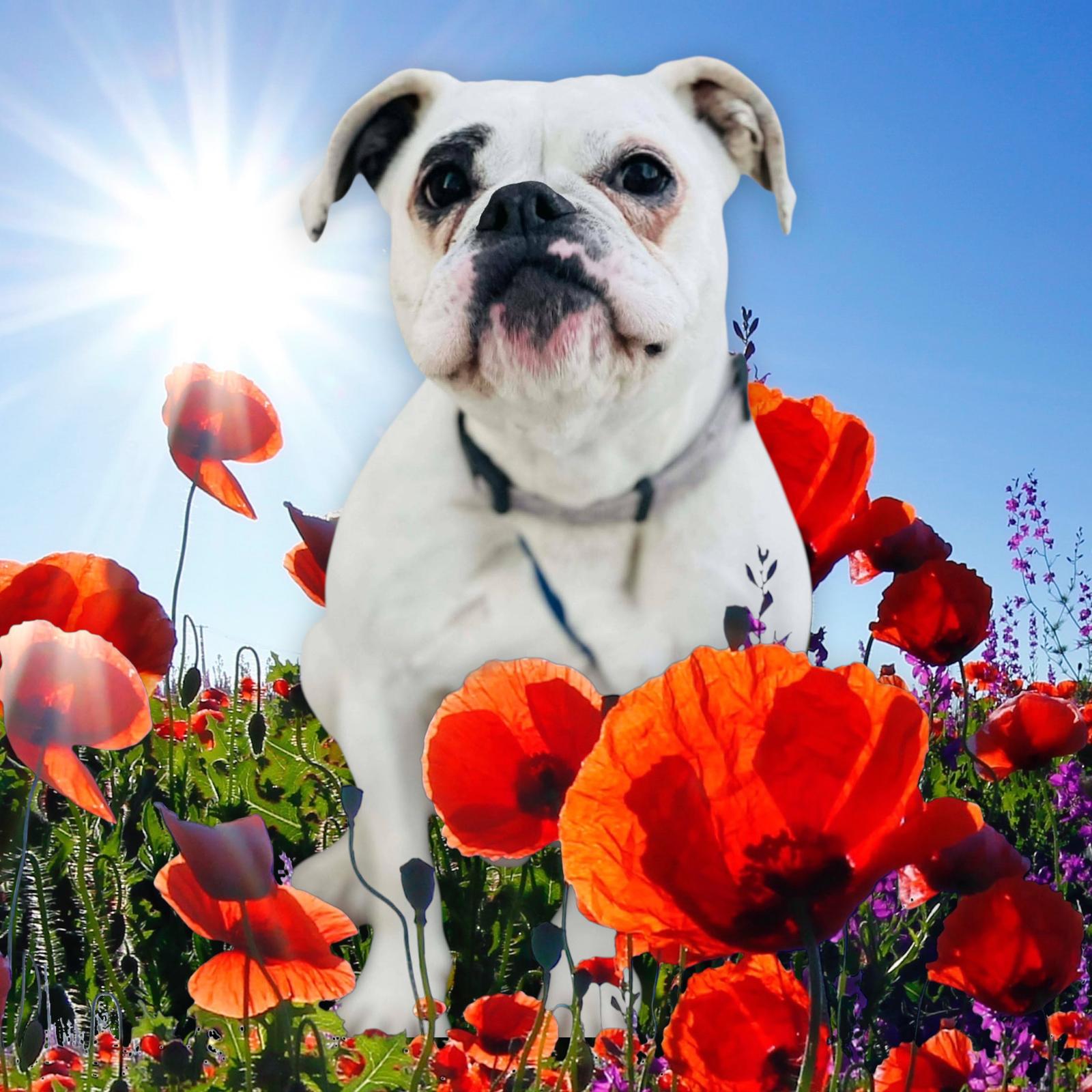 Enlarge Livvy, an adoptable Boxer in Elwood, NJ image 2/5