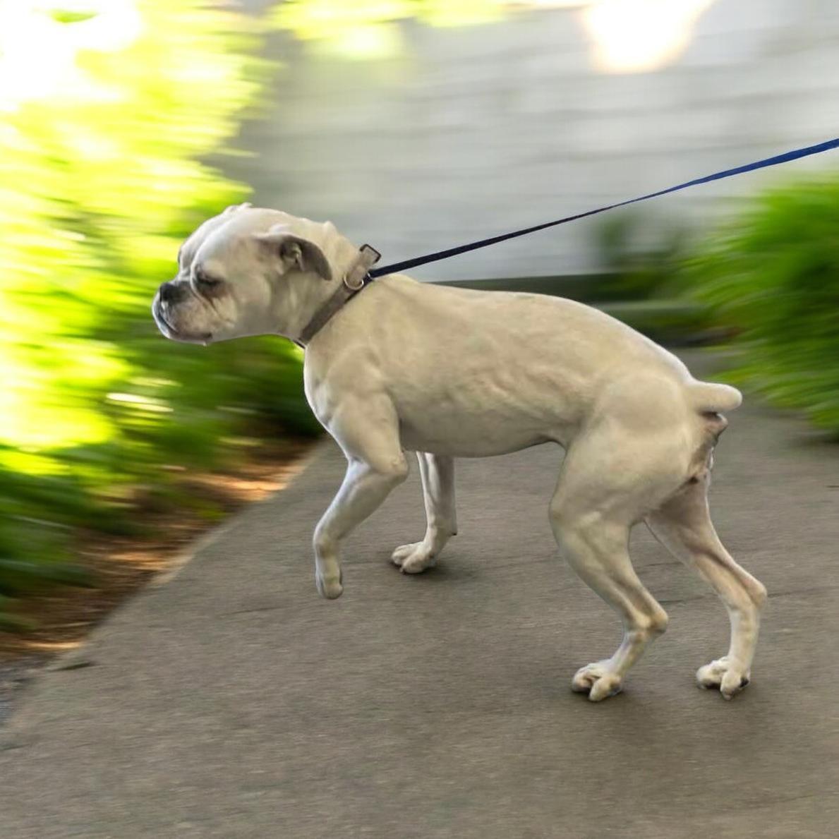 Enlarge Livvy, an adoptable Boxer in Elwood, NJ image 5/5