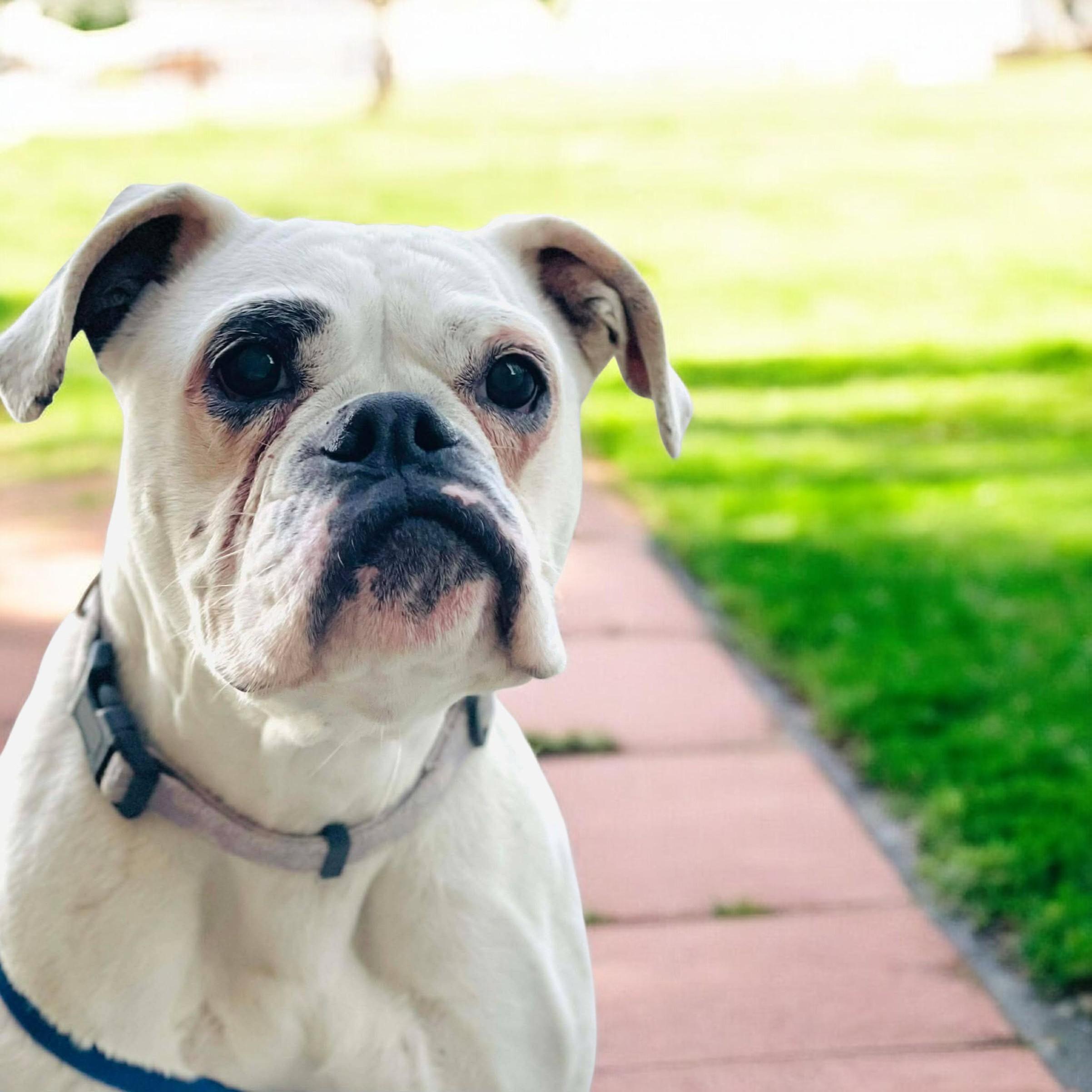 Livvy, adoptable, Adult Male Boxer.