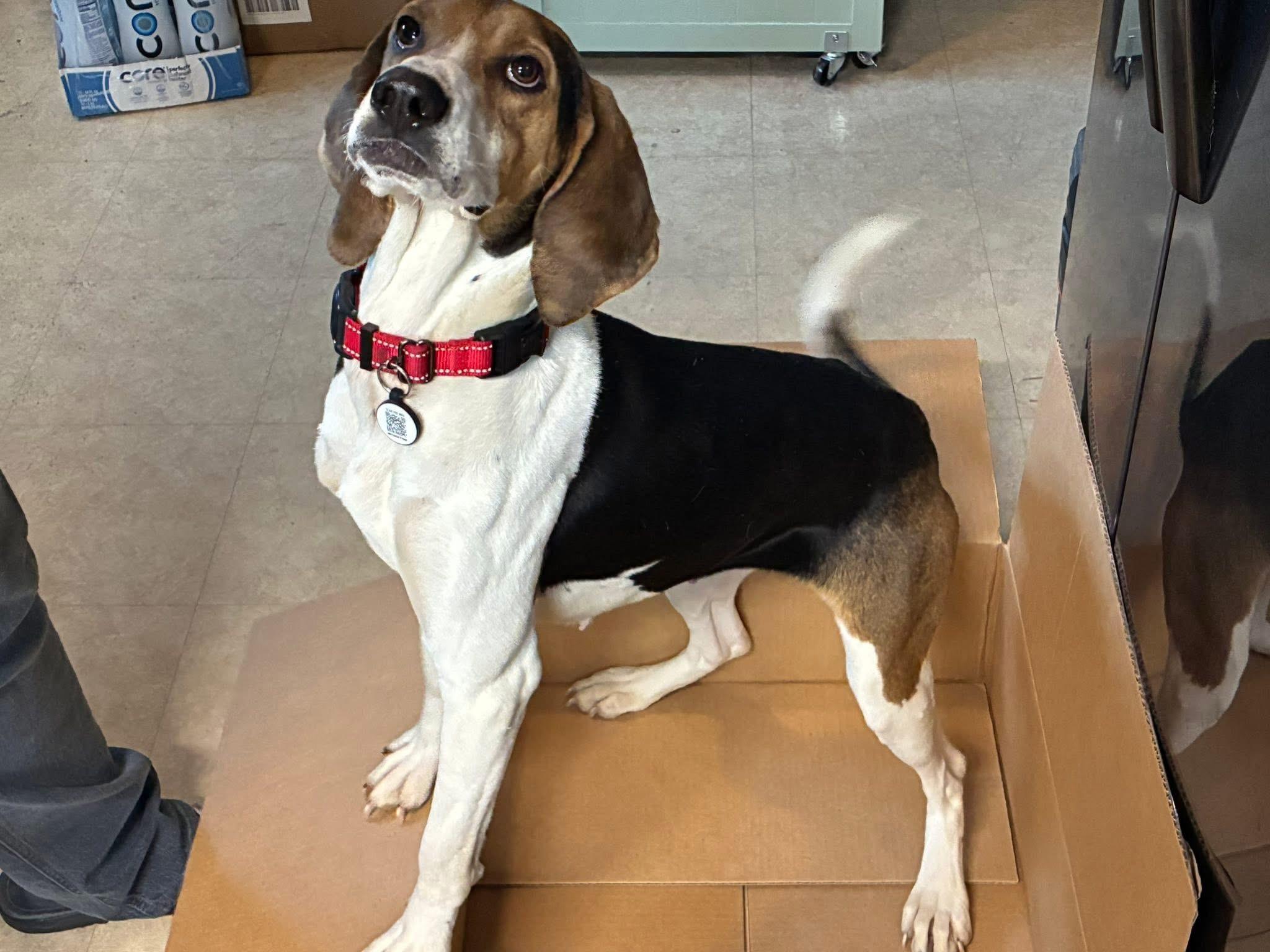 Phoebe, a ADOPTABLE mixed breed in Virginia Beach, VA image 1/2