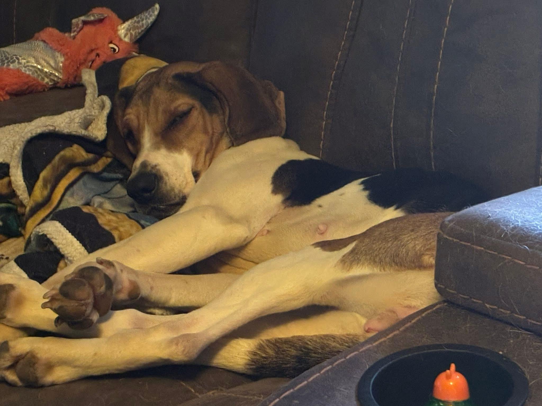 Phoebe, a ADOPTABLE mixed breed in Virginia Beach, VA image 2/2